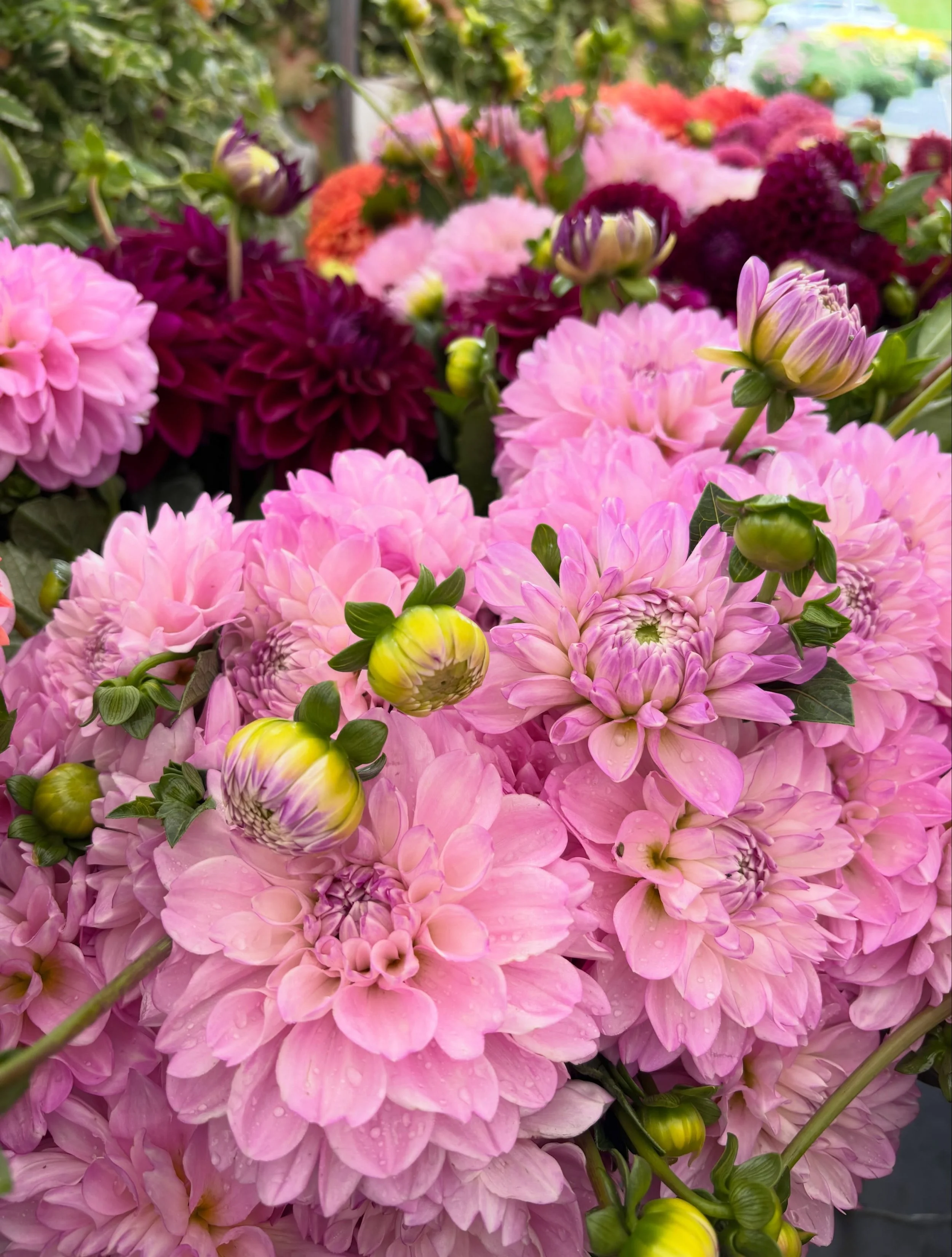 Dahlias! $15 per bunch of 10 stems. Buy 2 get one free!