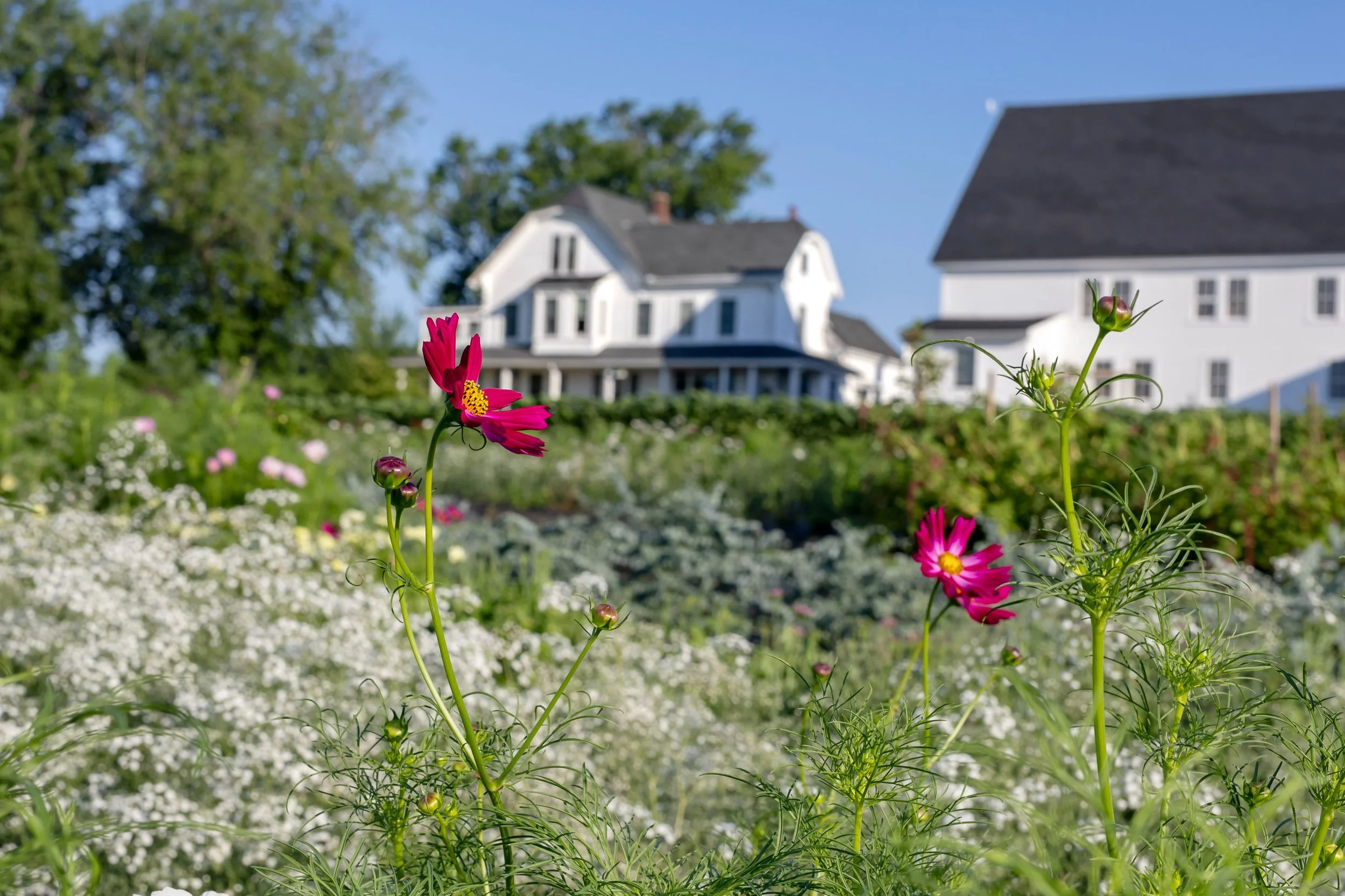 Beautiful Sunday ahead. Enjoy it!

Open 12pm - 6pm with pick your own flowers and loads of fruits and vegetables grown right here in Hudson, MA.