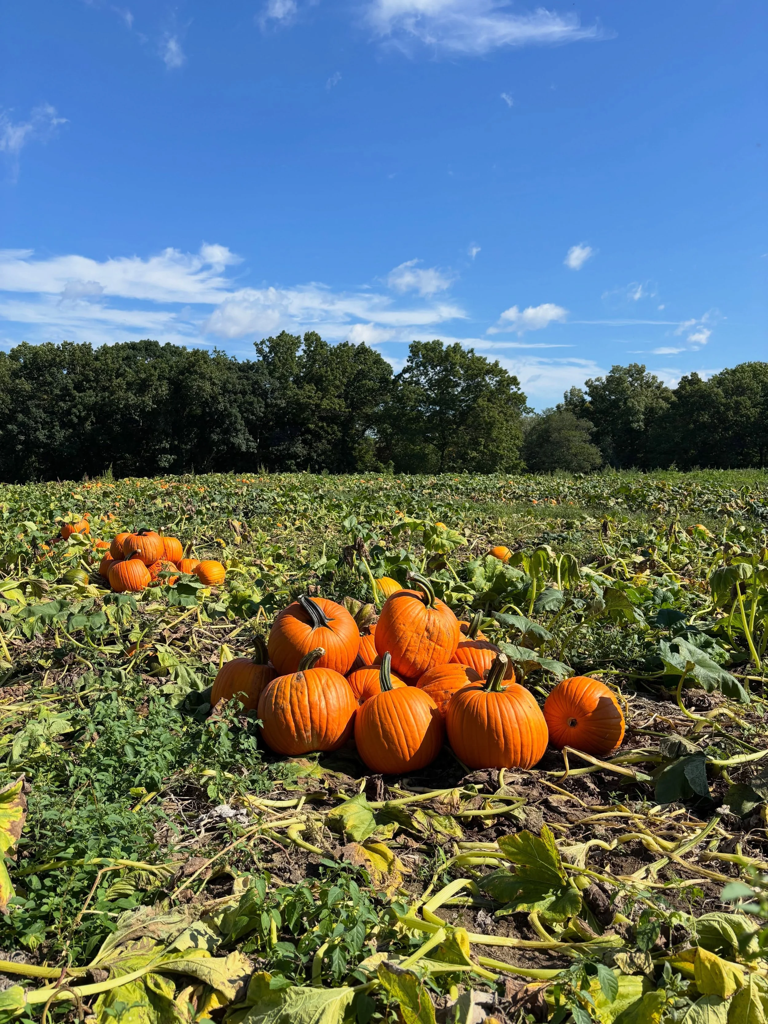 Great year for Pumpkins! We&rsquo;ll have the front hill filled up shortly . . .