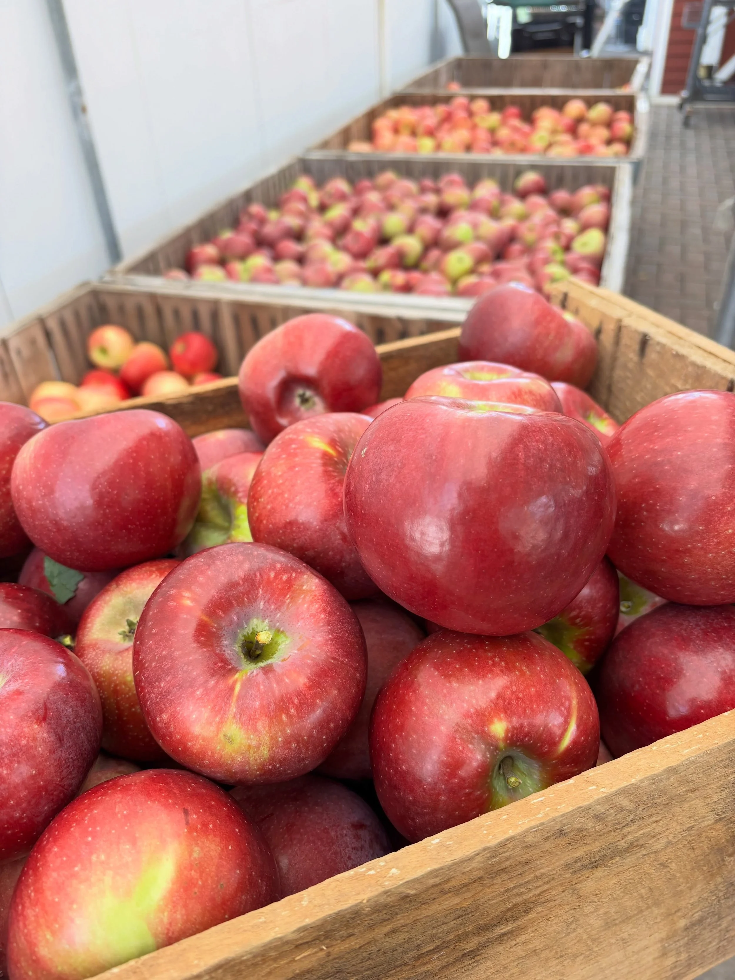Now picking CORTLAND apples 🥧 

Also picking Fuji, Honeycrisp, Snow Sweet, McIntosh, Autumn Crisp.

(Macouns need a few more days on the trees).