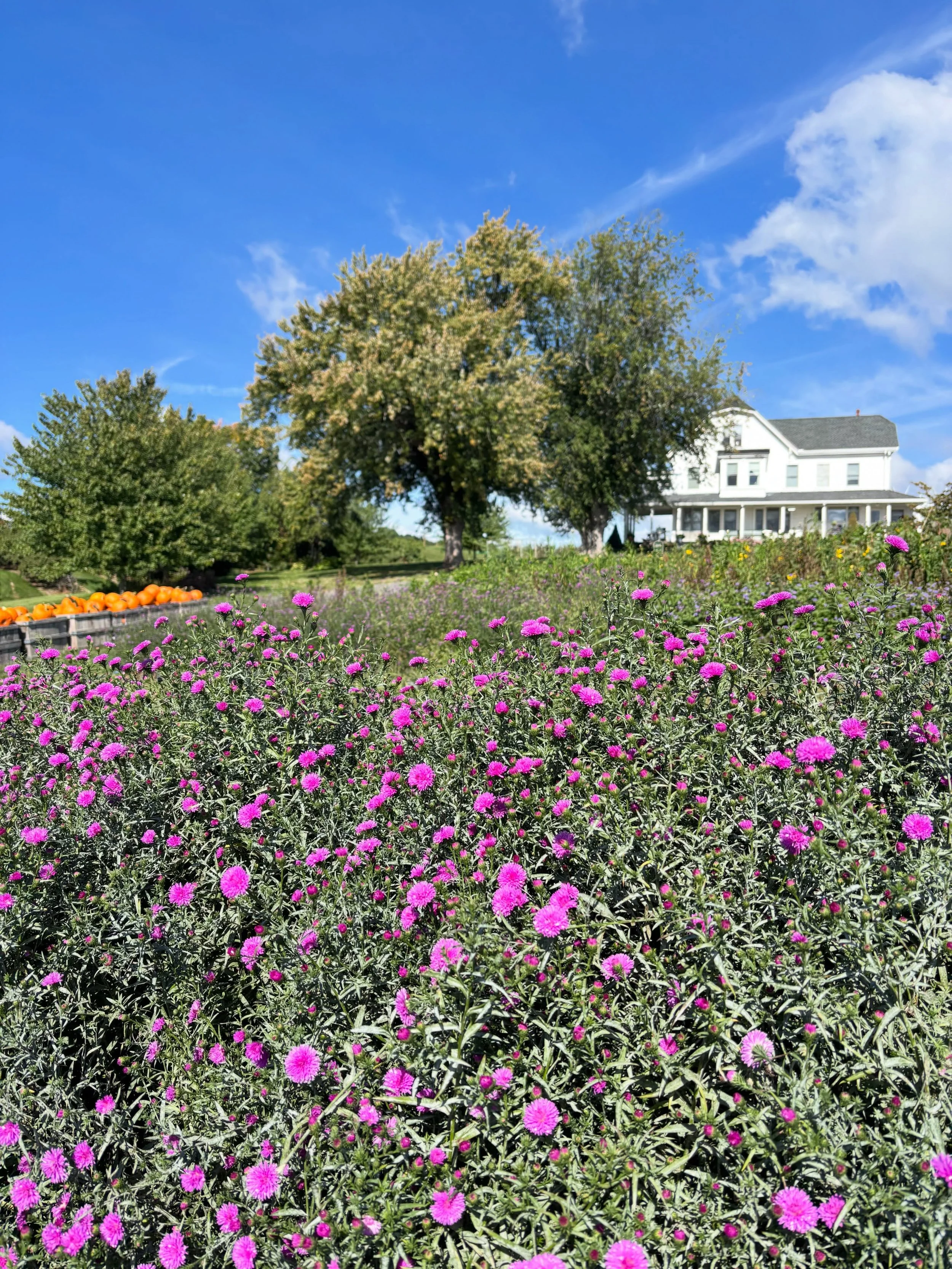 It&rsquo;s officially Fall and the asters are blooming in the flower cutting garden.