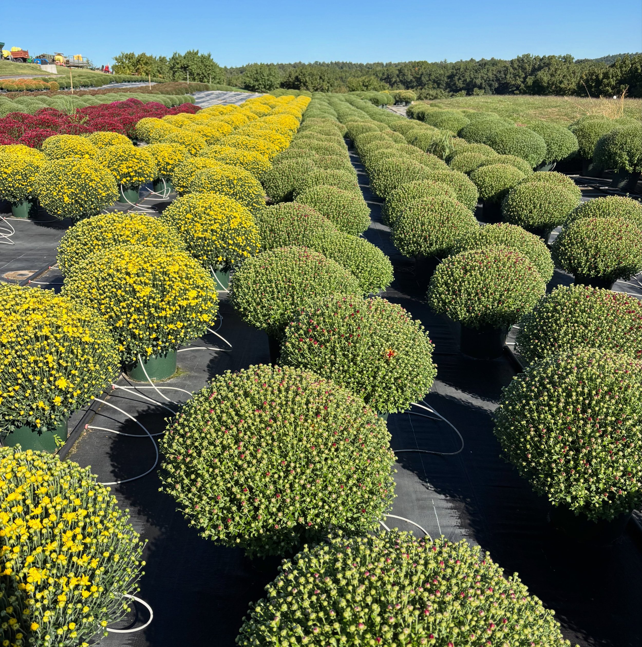 Did you know that our mums are grown right here on the farm? Ample spacing in the field (plus daily watering / fertilizing) yields a perfectly mounded shape filled with flowers. 

This size is $11.99 - many colors to choose from.