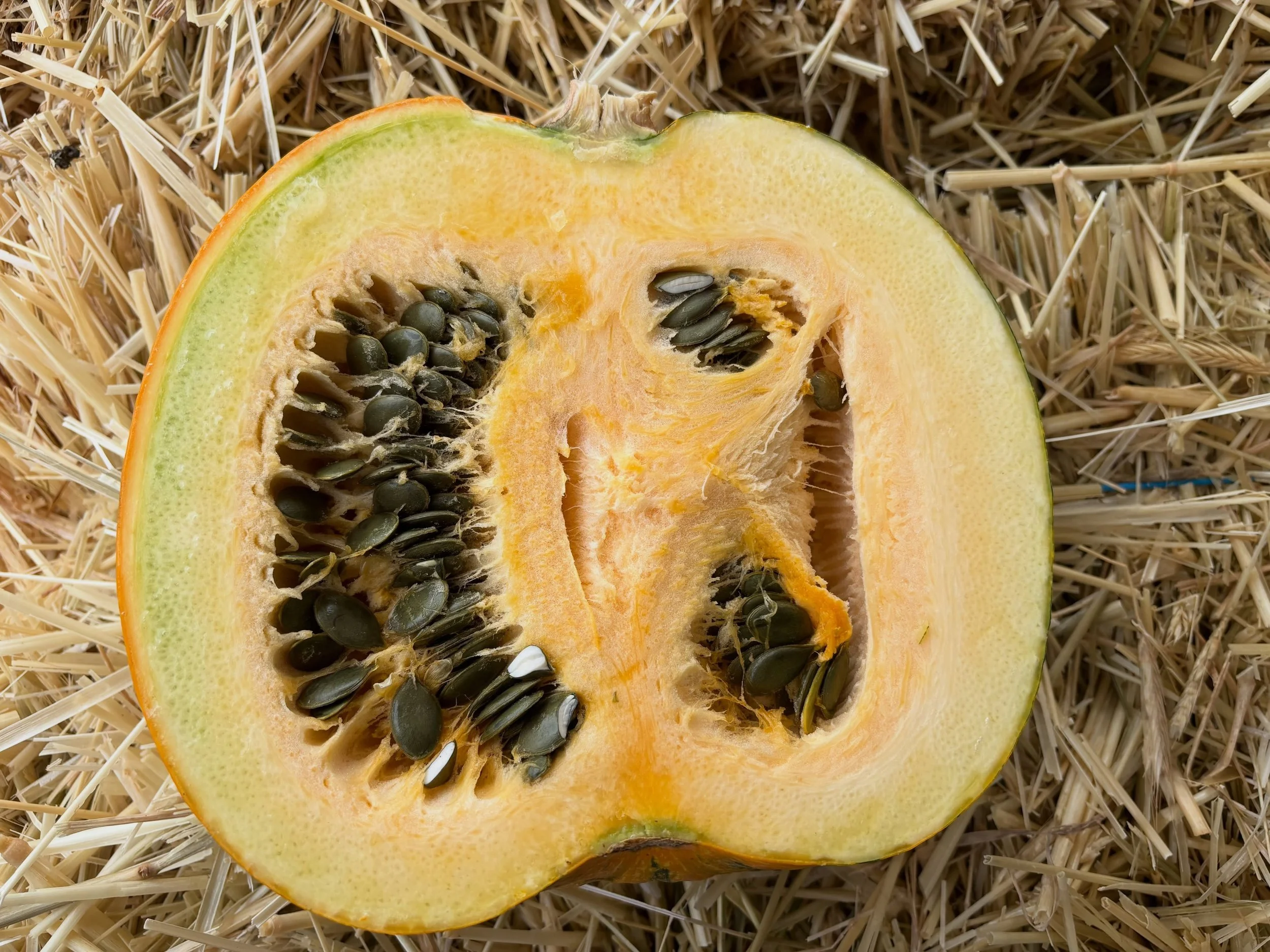 Roast your own pumpkin seeds! This variety has darkly colored seeds with no hard seed coat. 

.35lb