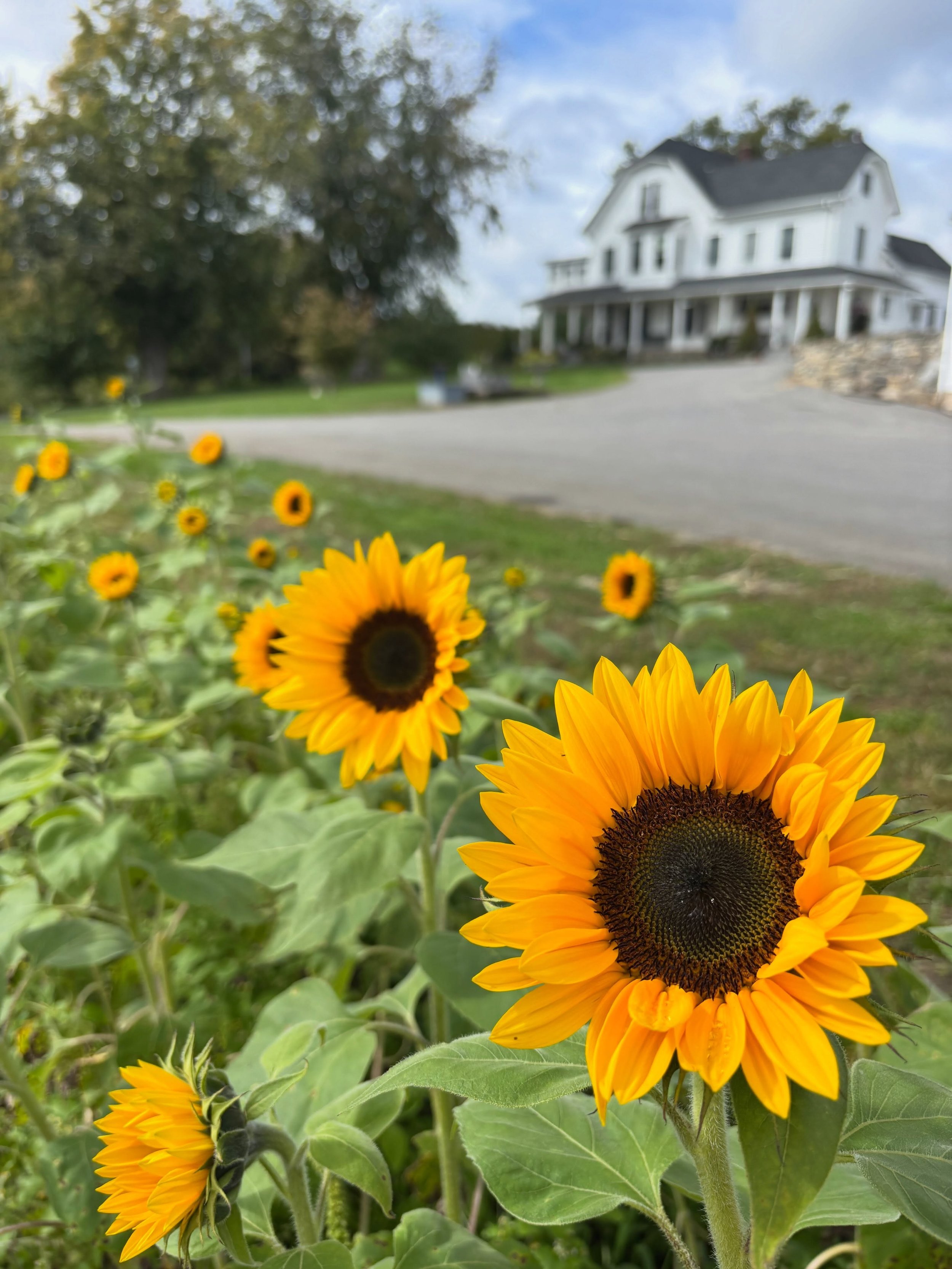 The last batch of sunflowers in the flower cutting garden is in bloom for our final days of the picking season.

Sunday, October 4, is the last day to pick flowers. 

*Sunflowers are a daylight sensitive crop &mdash; some of you might remember that t