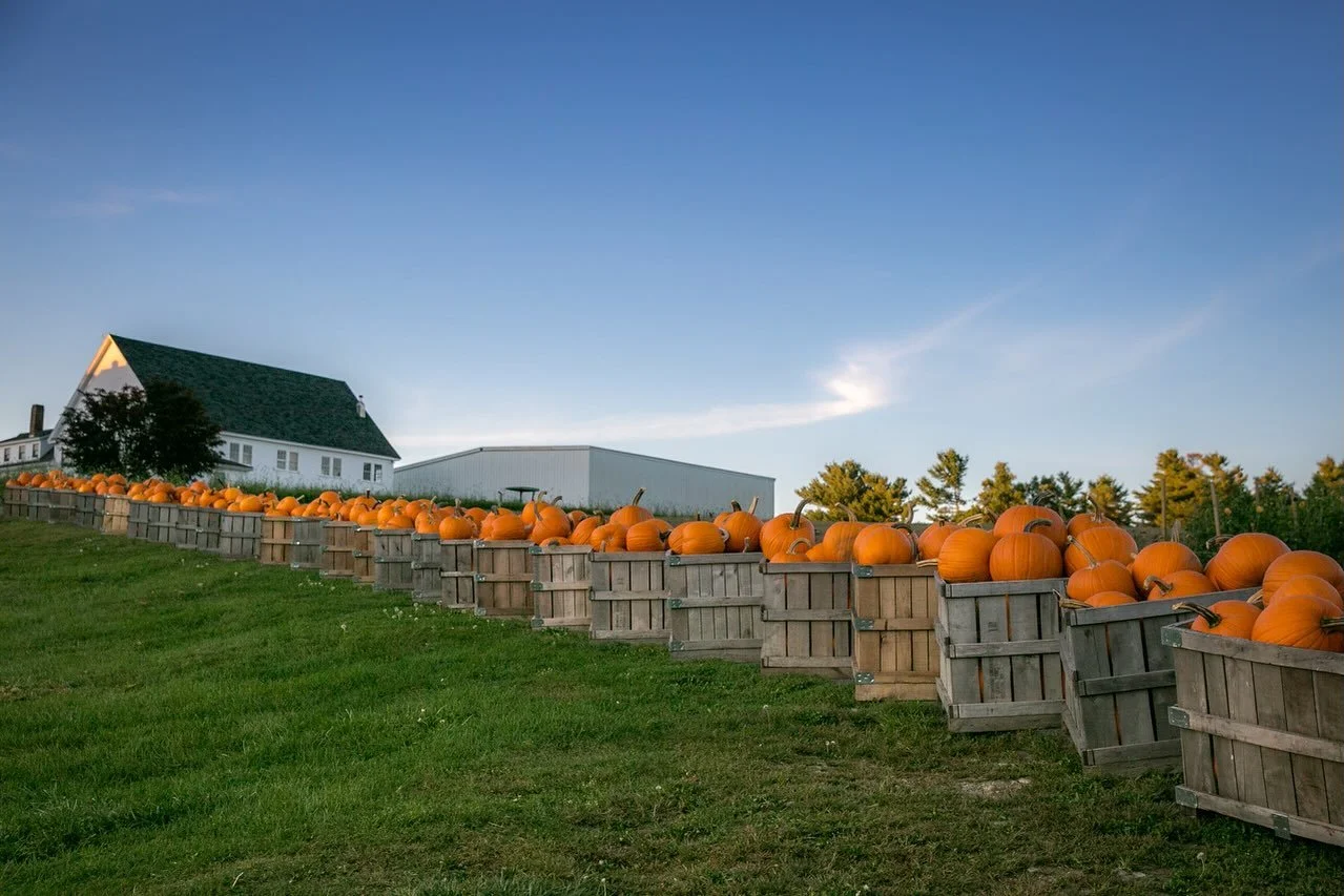 Come walk the hill and pick out the perfect pumpkin 🎃 

Open Sunday 12pm - 6pm.
