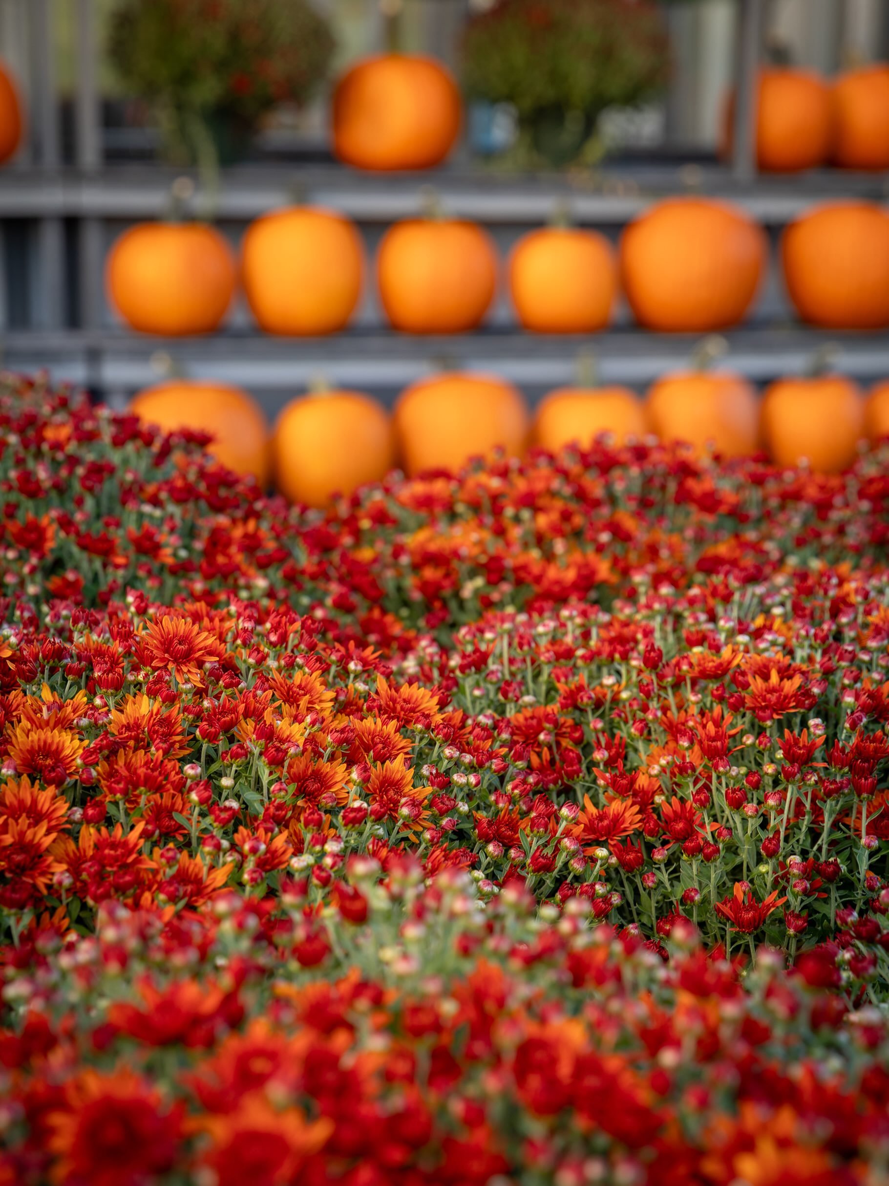 Pssst. Our mums are disappearing quickly. If you get them every year come on down on the sooner side.