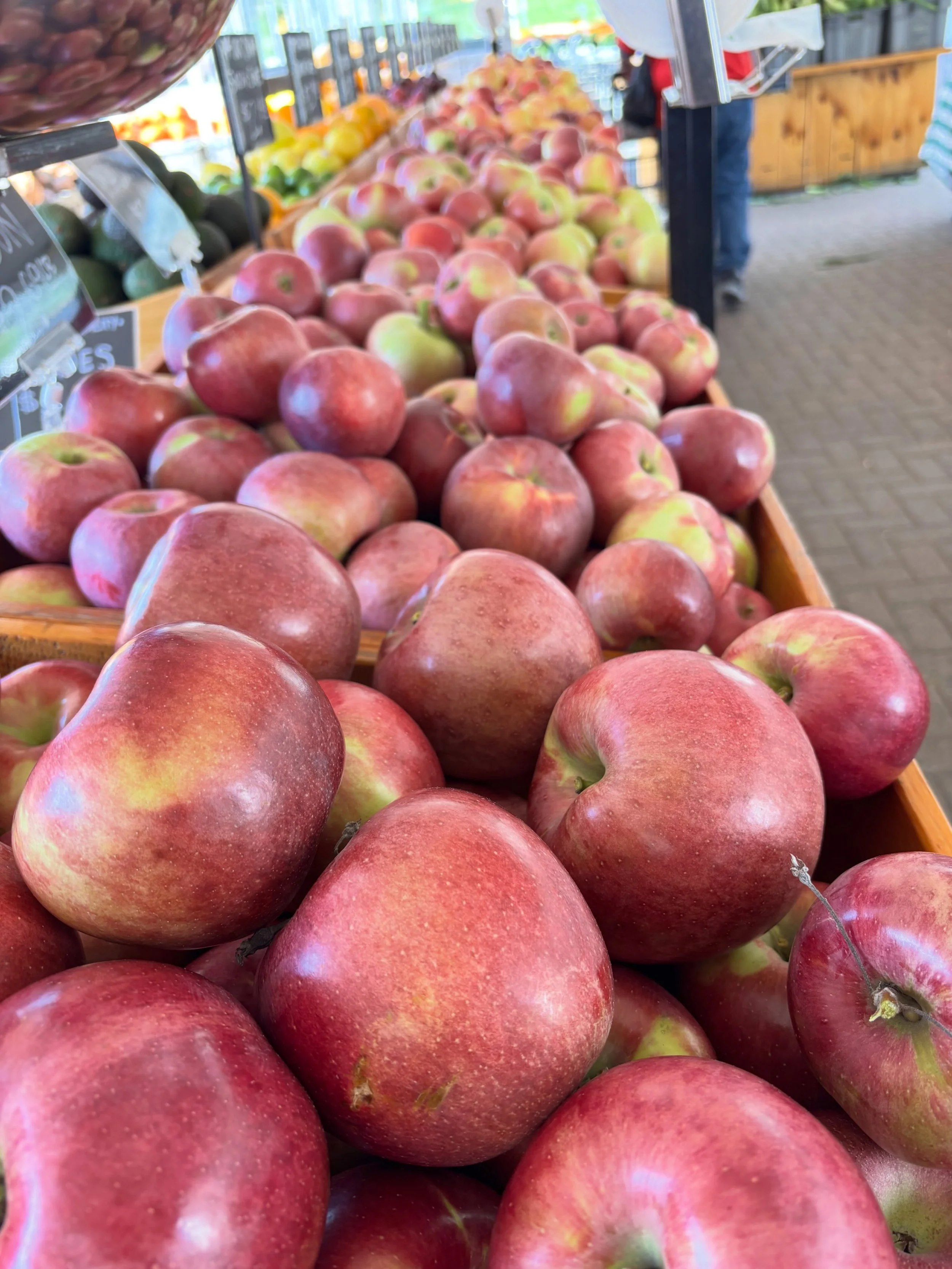 Just picked!
⭐️Macoun
⭐️Fortune
⭐️Stella Red

Still picking . . . Fuji, McIntosh, Cortland, Jonaprince, Ambrosia, Snow Sweet!