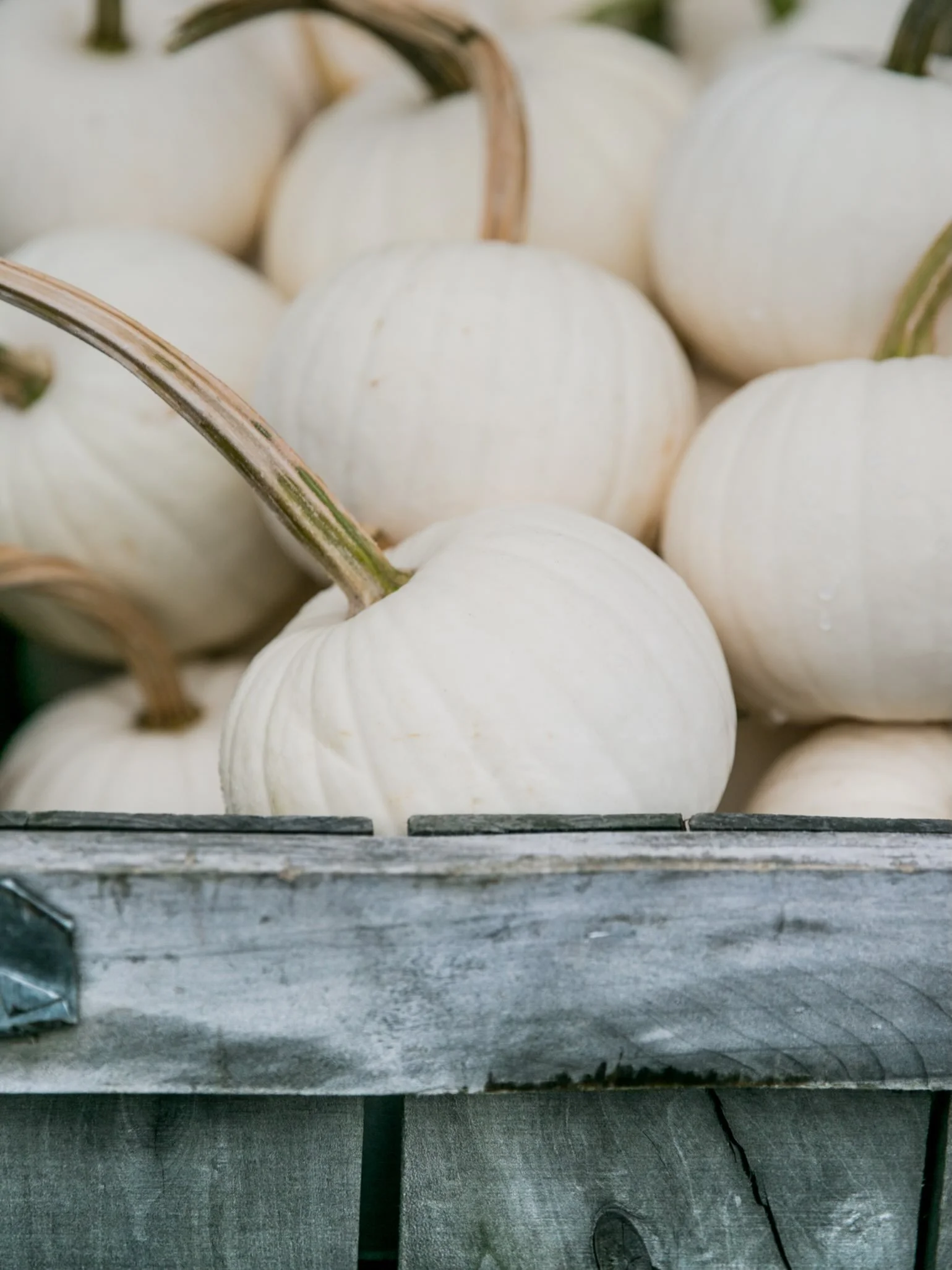 White pumpkins 🖤