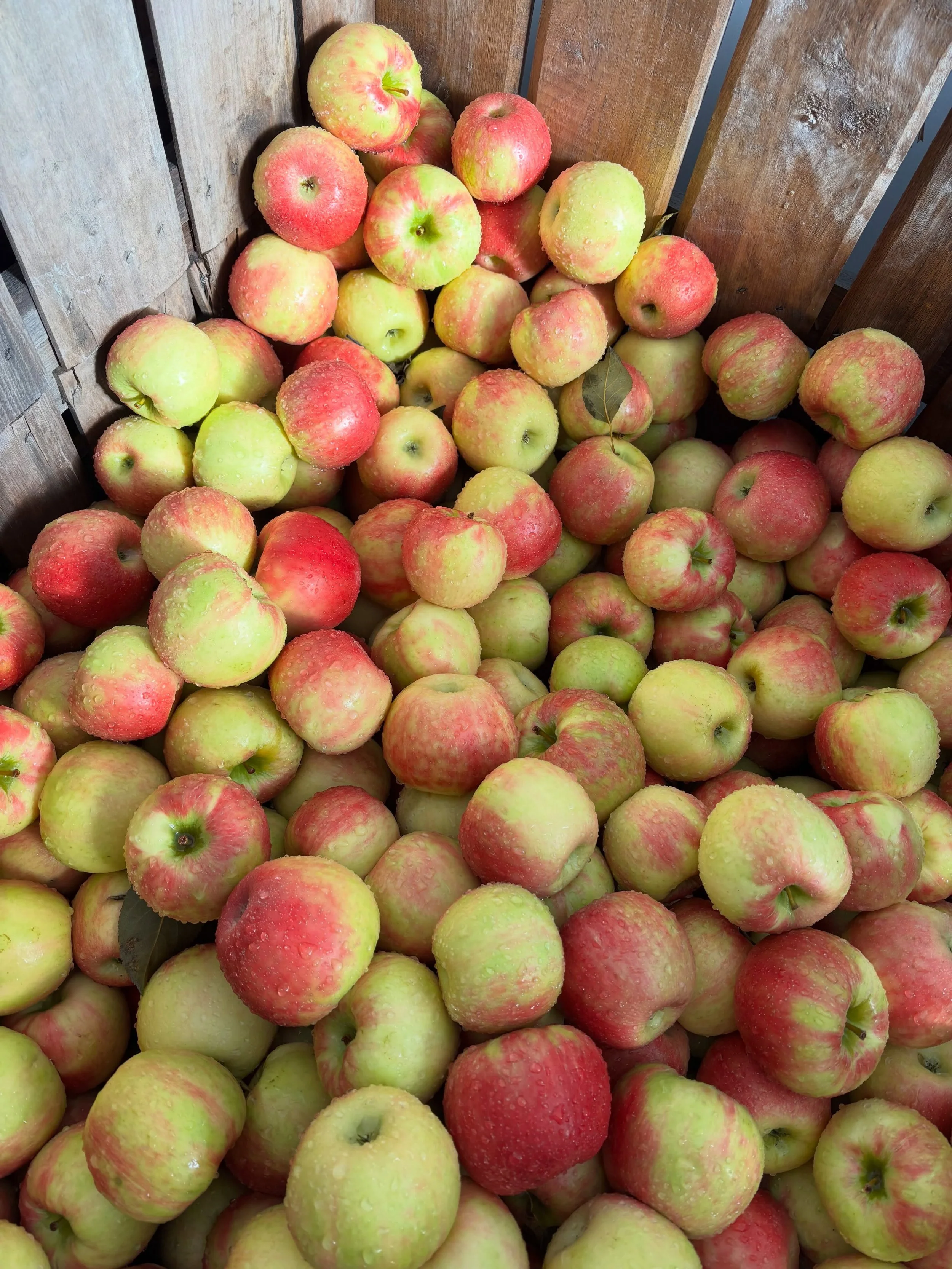 Honeycrisp! NOW is the time to get them for your extra refrigerator if you want apples through February.

Our family keeps a bin and it lasts us the whole winter.