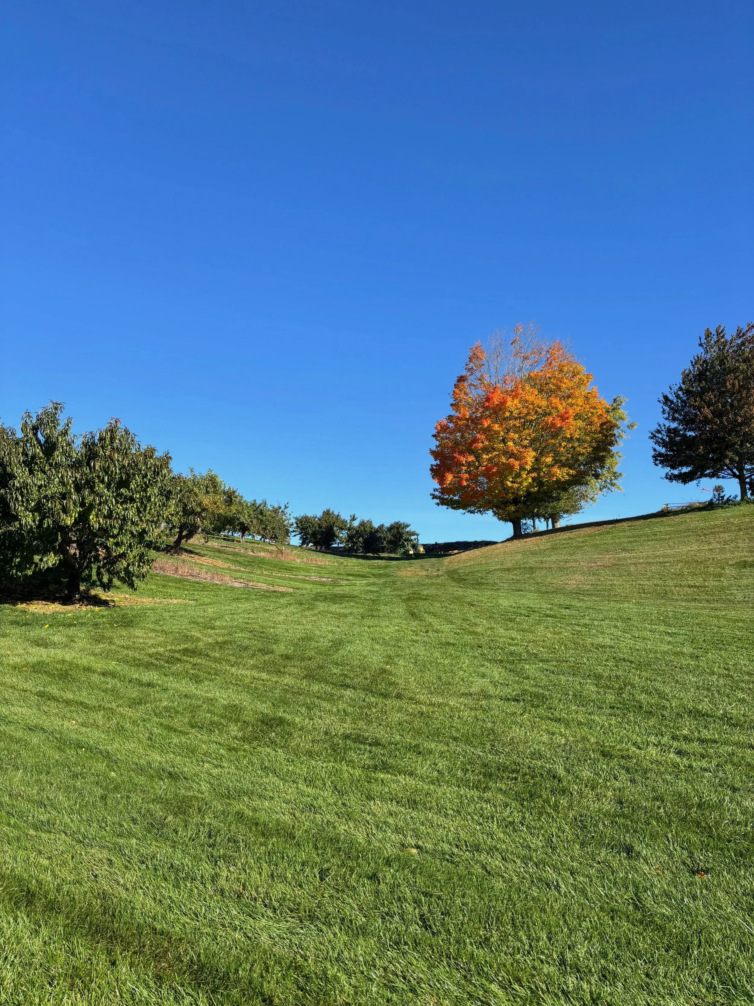 End of Season Announcements! 

🎃 The farm stand is open through the end of October (pumpkins, apples, squash, produce, snacks, mums, ect).  🍎 The &ldquo;Blue Bag Special&rdquo; (fill a blue Ferjulian&rsquo;s bag for $25) begins on Halloween, Saturd