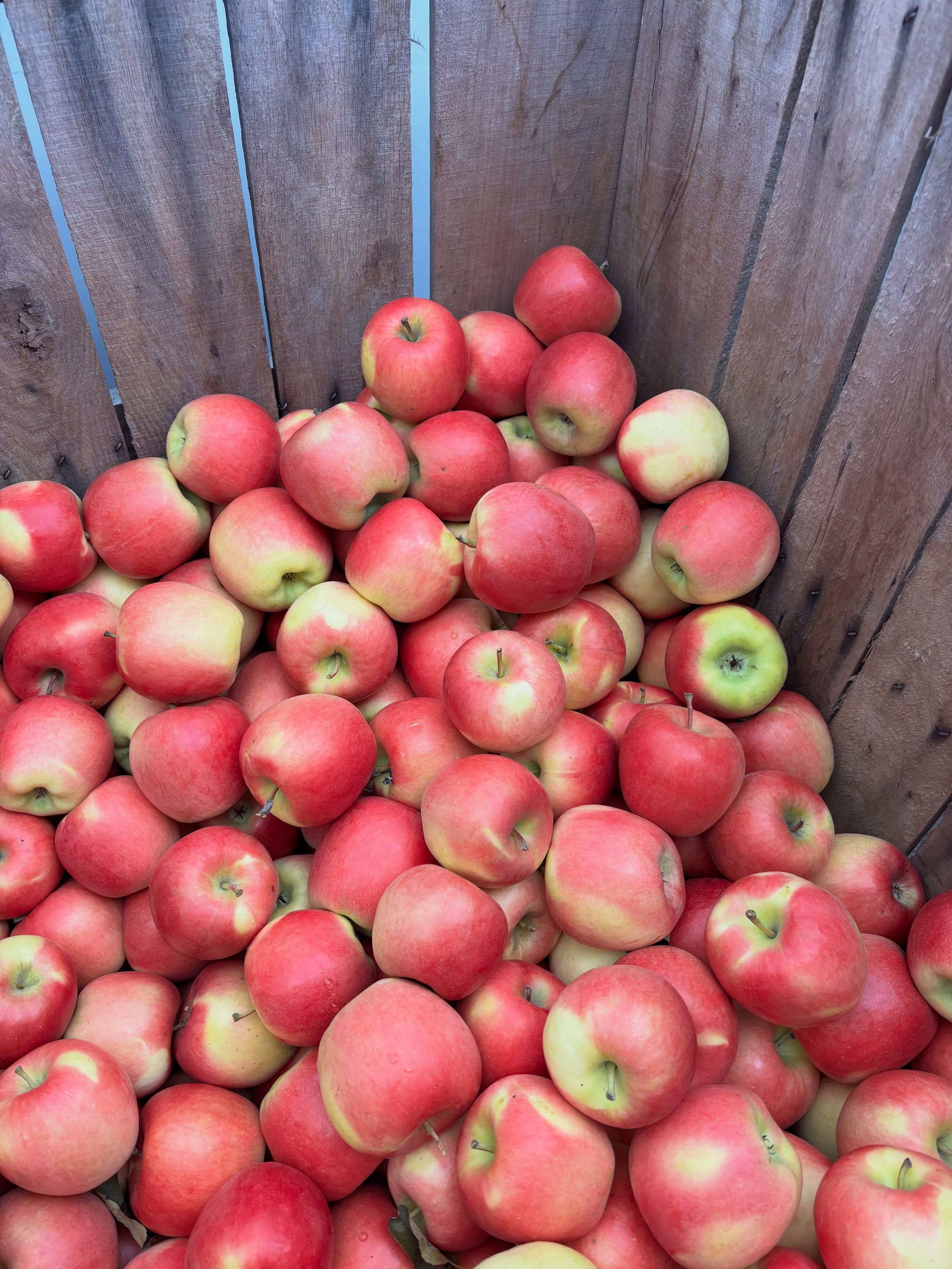 Ambrosia apples are a sweet, low acid, variety that holds up very will in the refrigerator.

Stock up for winter!