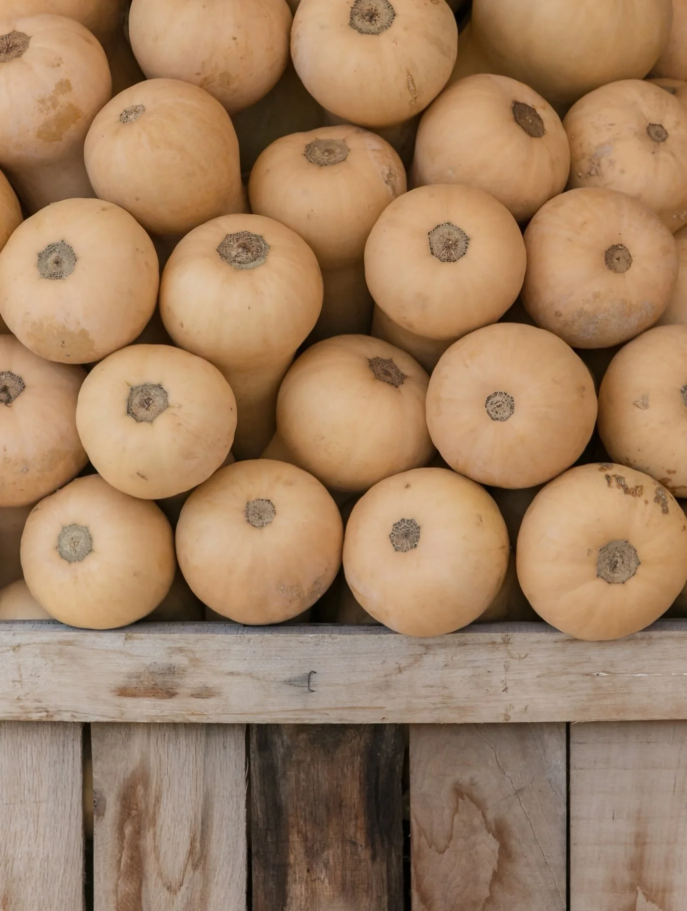Butternut!