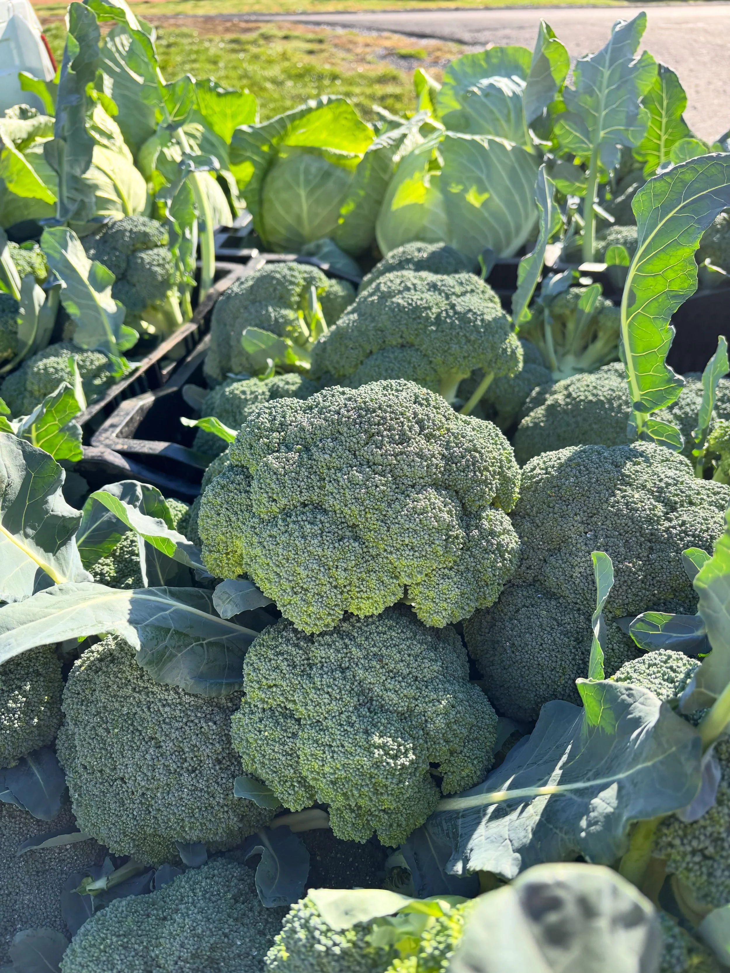 Still picking broccoli and cabbage.