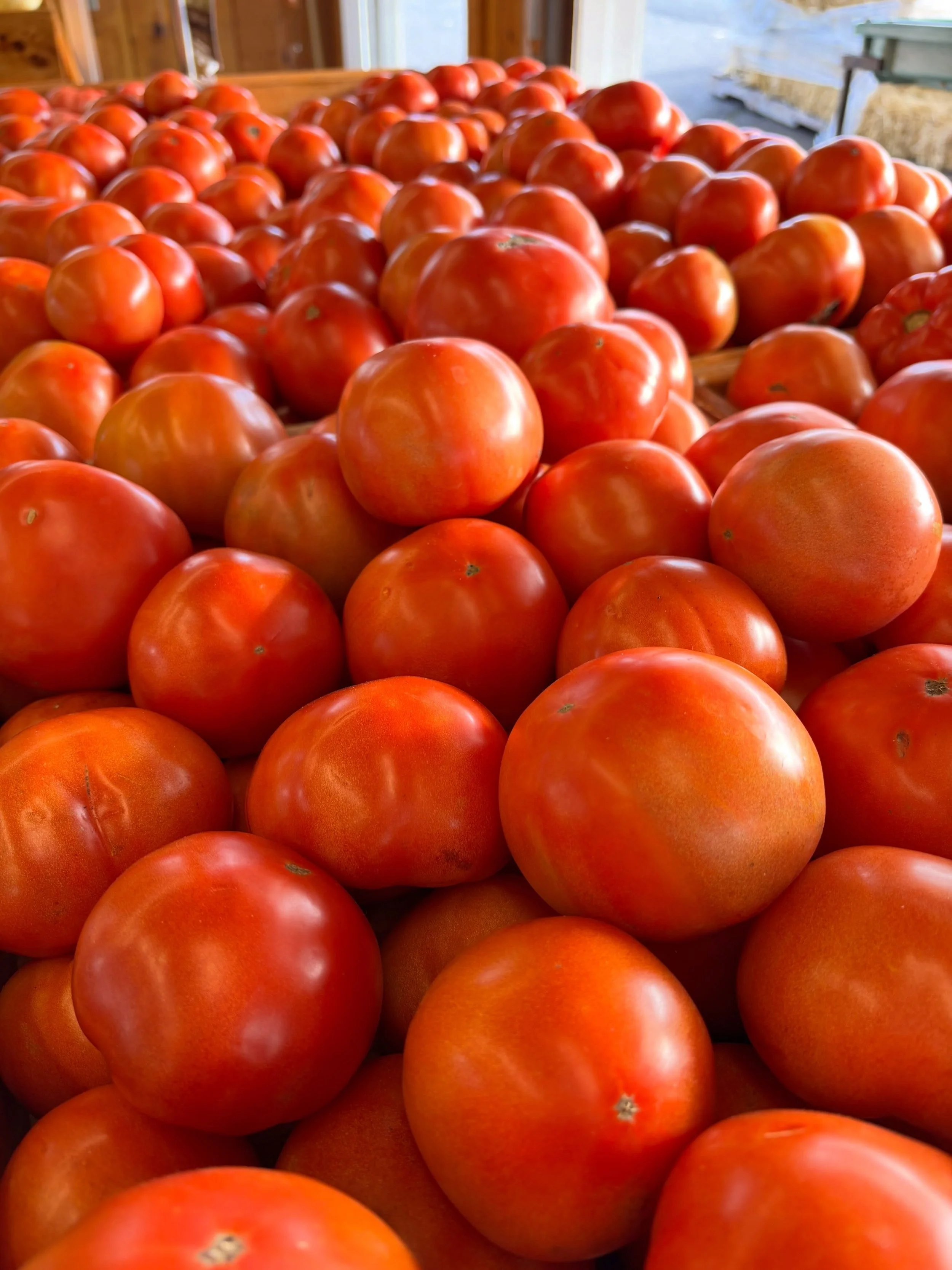The last of our 2026 tomato crop. It was a good run 🍅