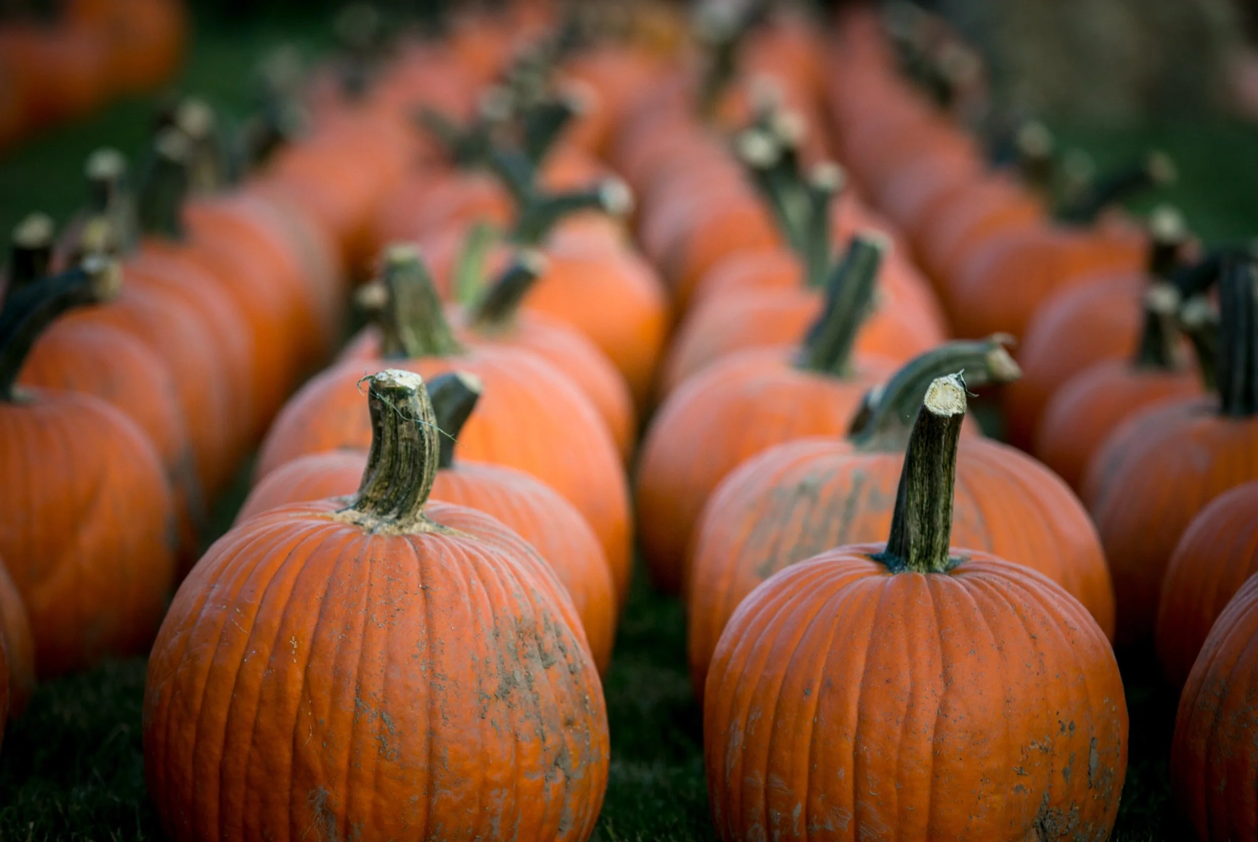 100 of our own carving pumpkins remaining!