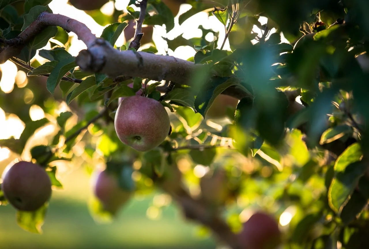 Last weekend of the 2026 farm stand season is here! Open Saturday 9-6; Sunday 12-6. 

Come load up on apples, squash, pumpkins, snacks (50% off), CIDER DONUTS (they freeze well) and our own cabbage, broccoli, and kohlrabi.