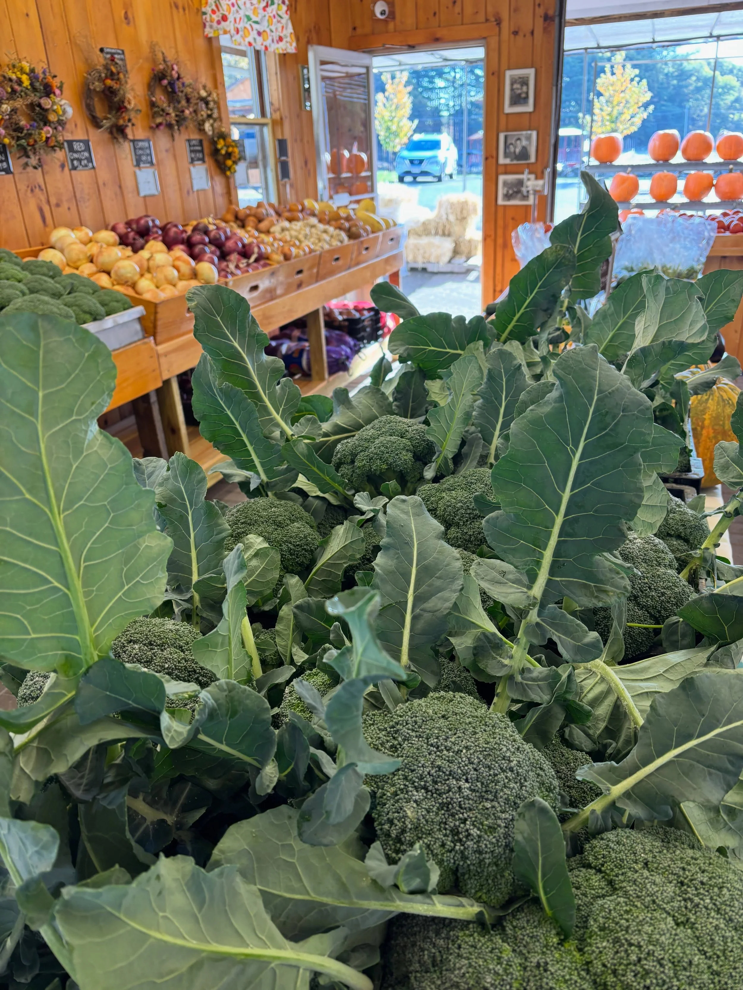 Just picked! Broccoli for dinner.