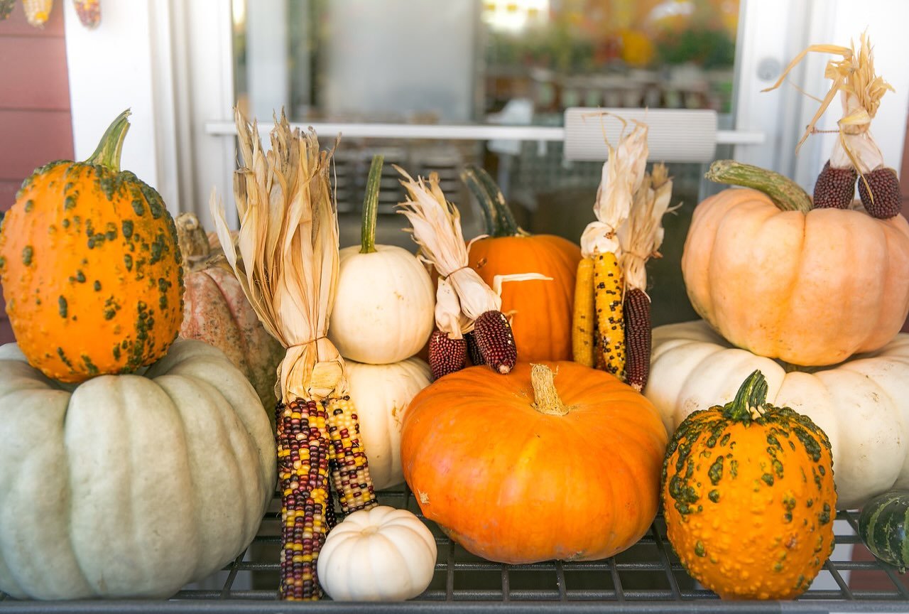 End of Season Sale, Sunday, October 25. Open 12pm - 6pm.

50% OFF Pumpkins, squash, potatoes, onions, lettuce, cabbage, cucumbers, broccoli, kohlrabi, carrots, celery, peppers, grapefruit, oranges, avocados, cranberries, tomatoes, radish, leeks, scal