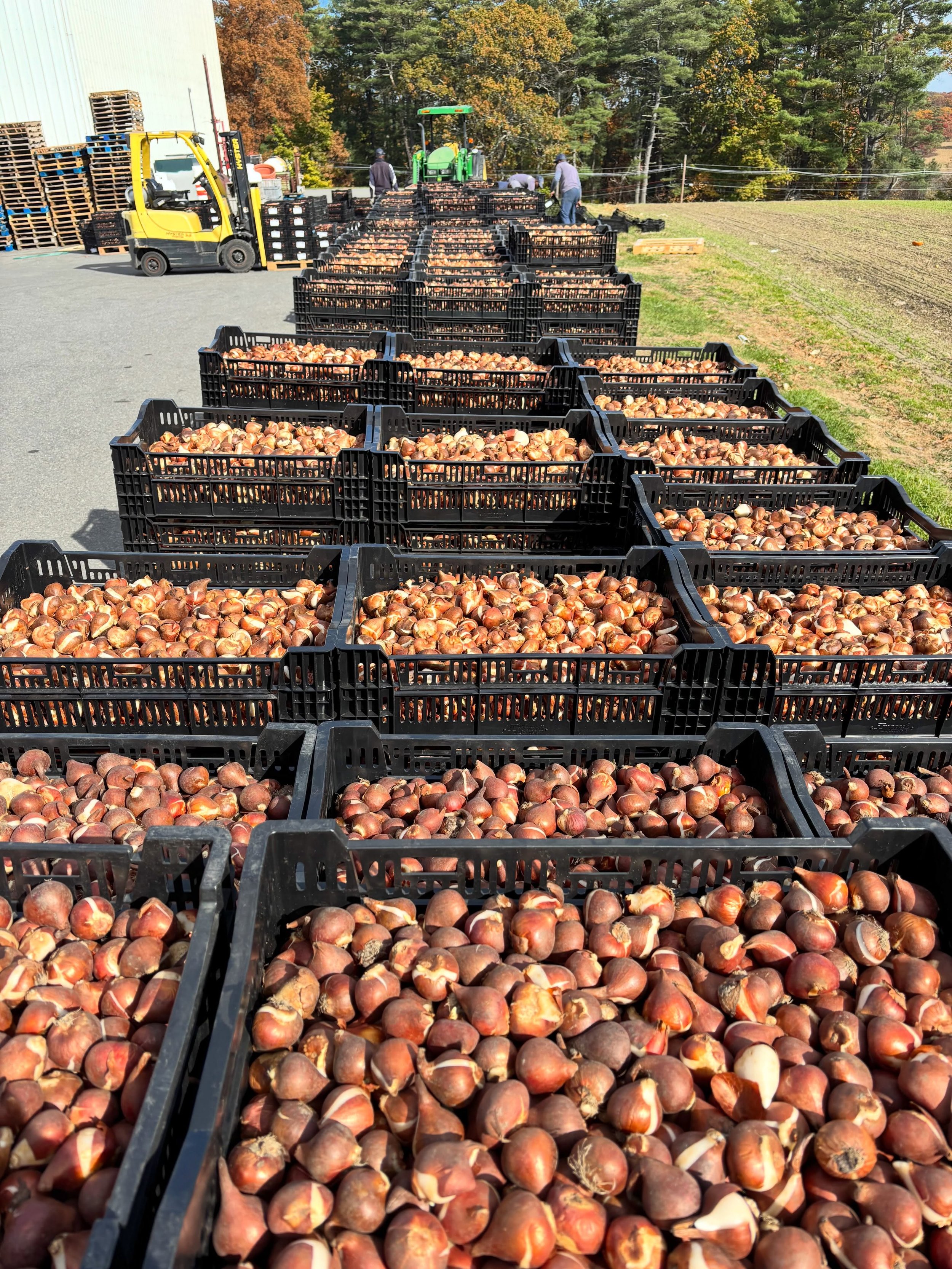 350,000 bulbs in the ground.