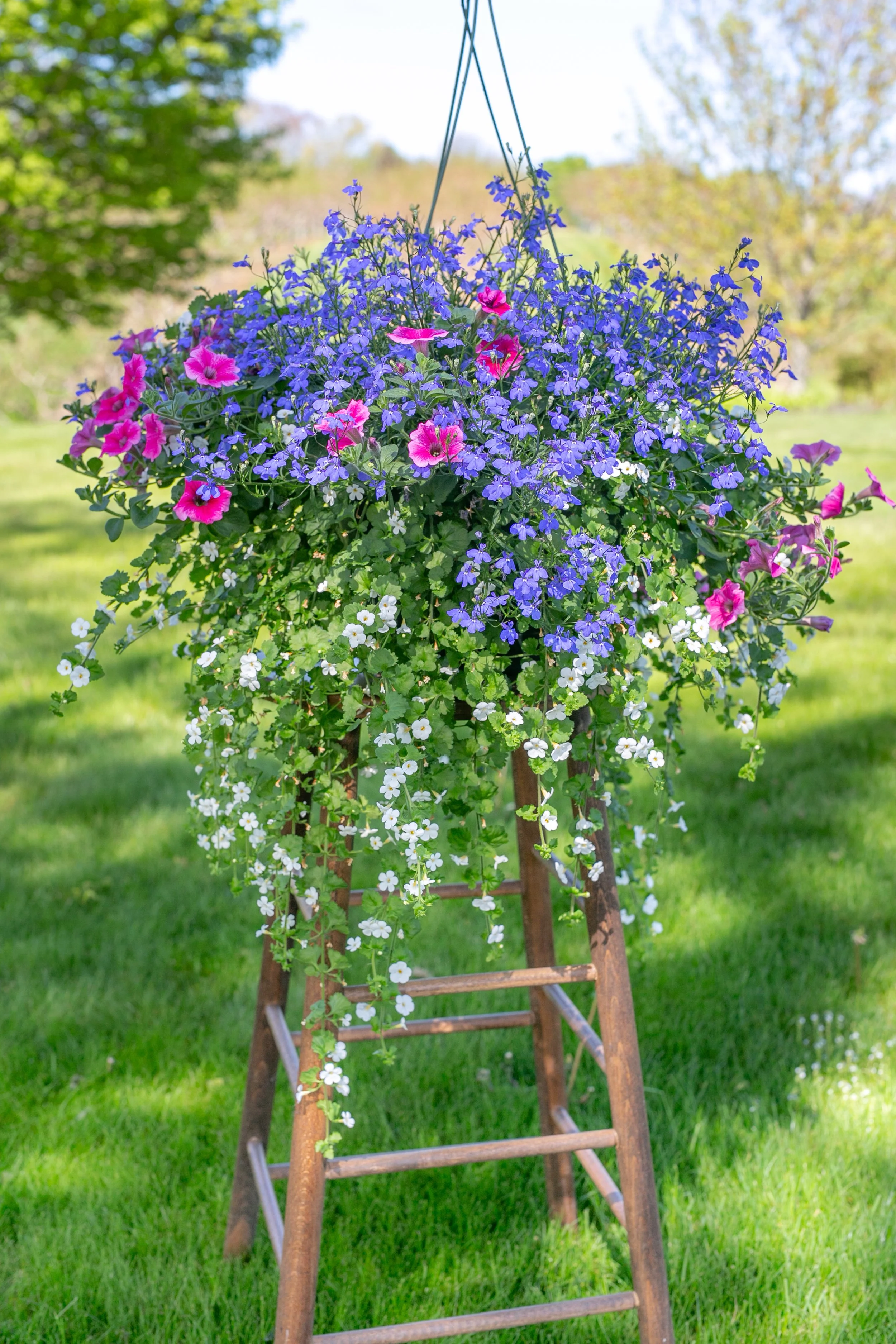 Rows of pink, orange, and yellow flowers in green hanging baskets inside of the Ferjulian's greenhouse.