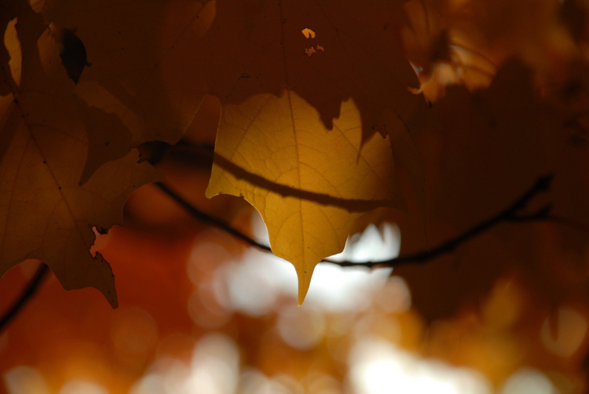 fall leaves_0052.JPG