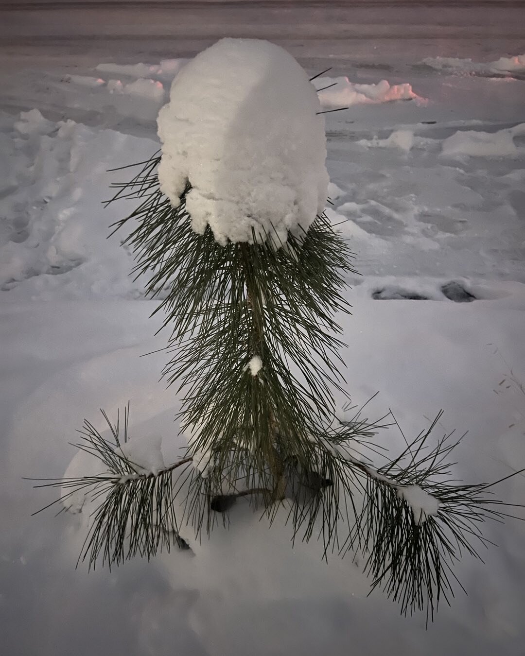 Small tree, medium storm.