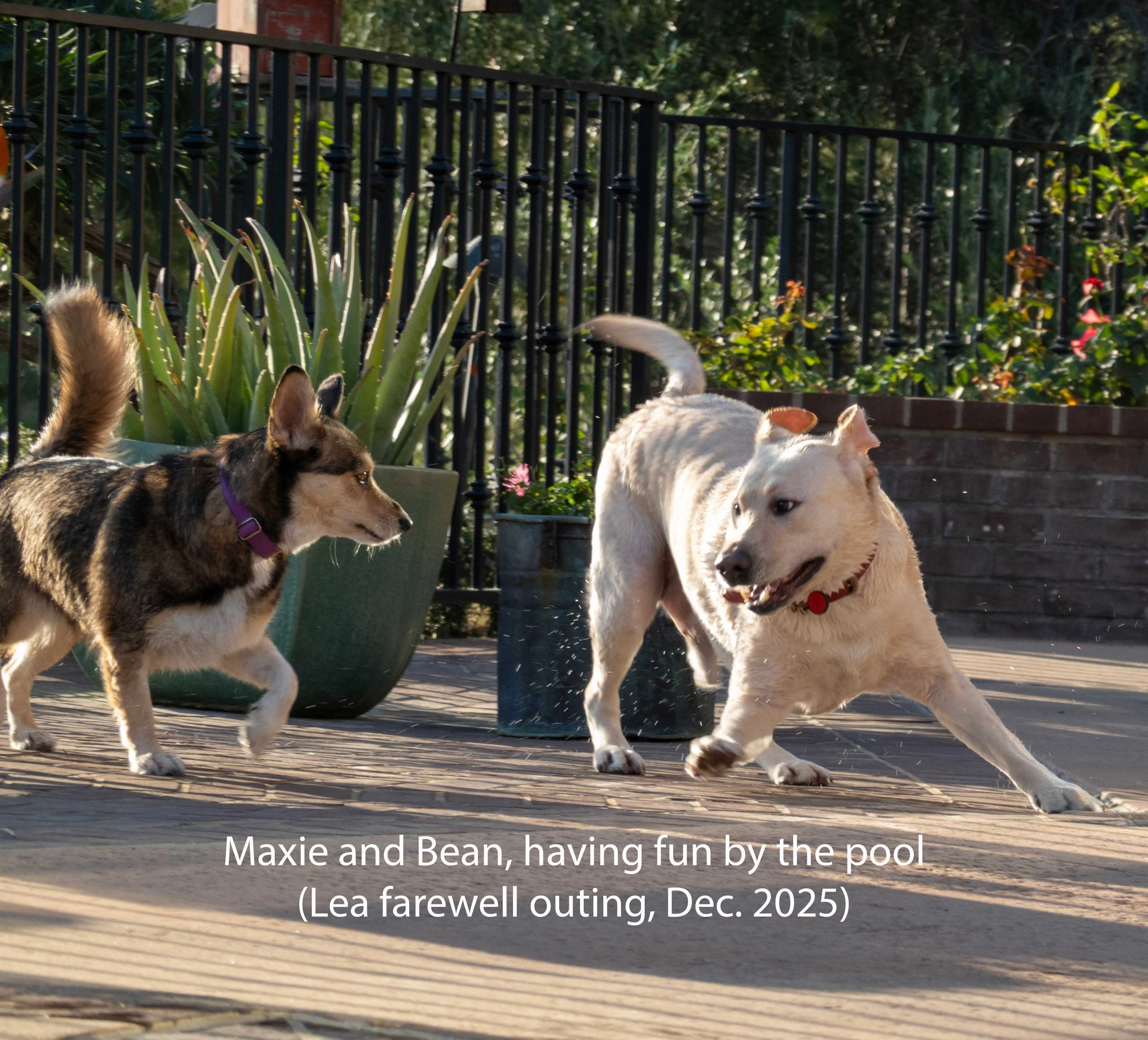 maxie-and-bean.jpg