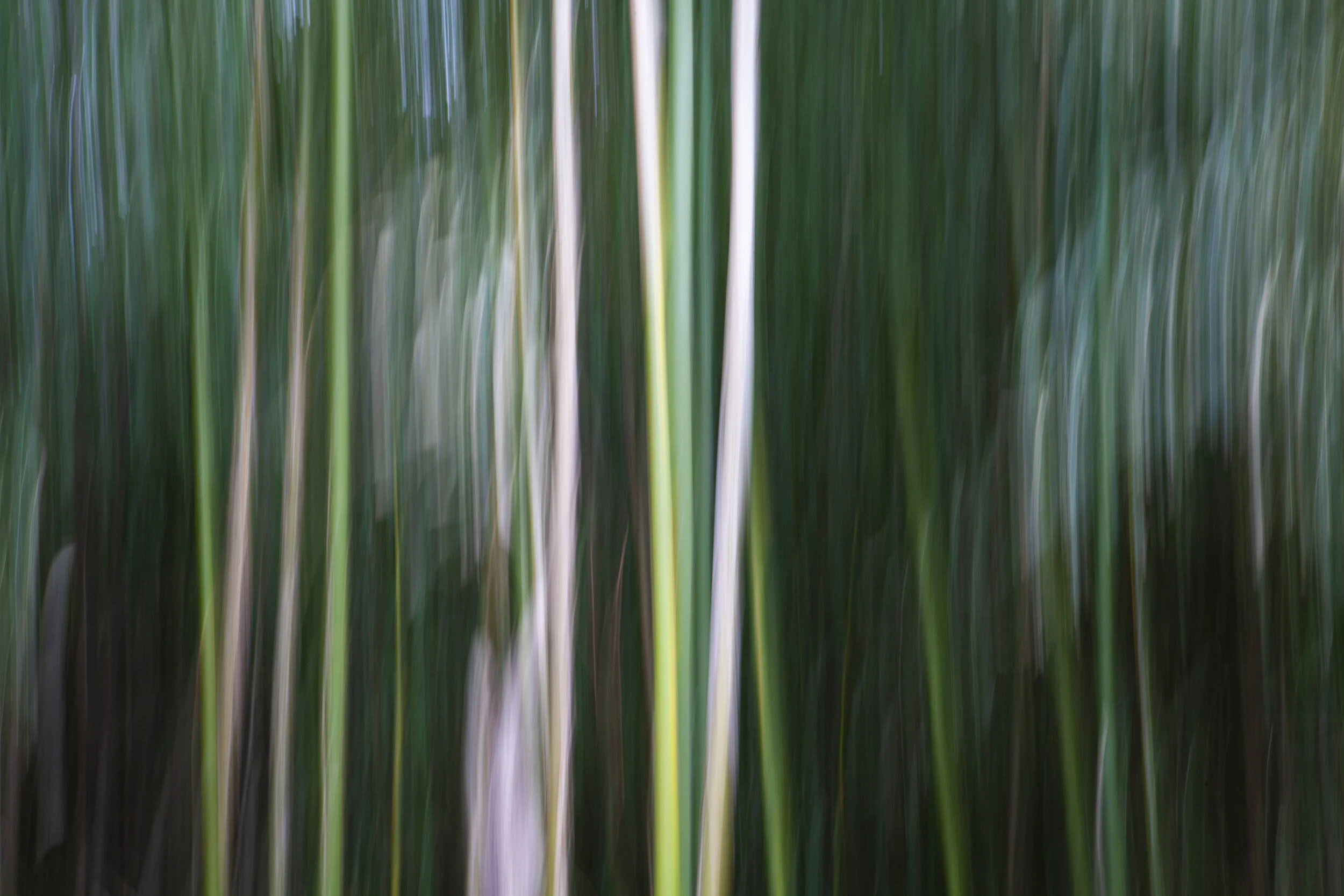Bamboo - Part I.JPG