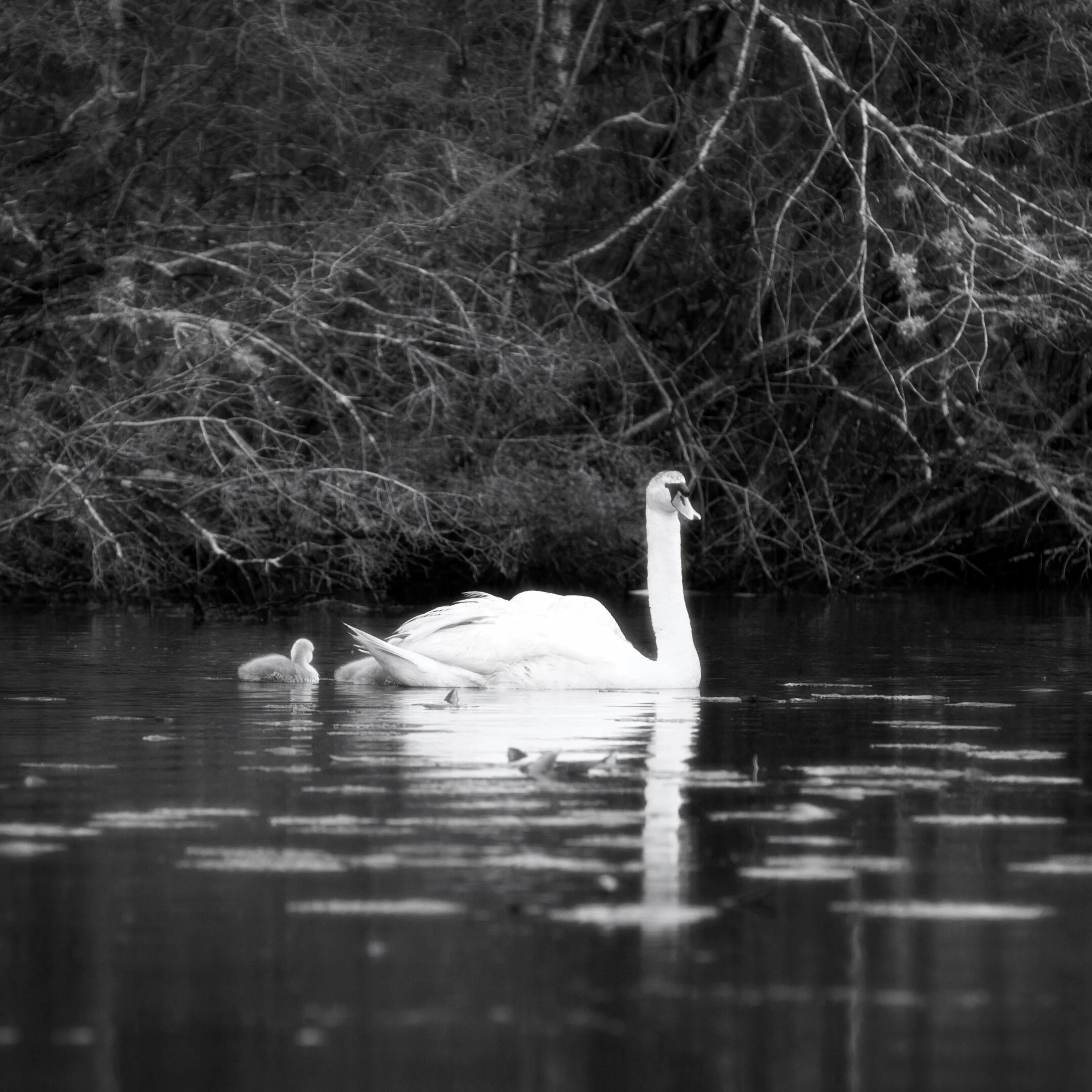 Swans and Signets Part I.jpg