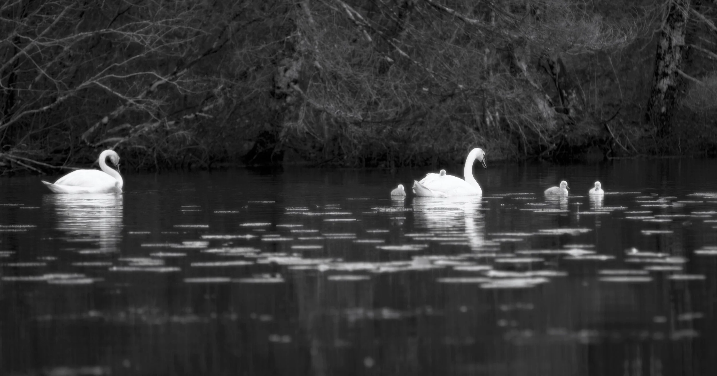 Swans and Signets Part II.jpg