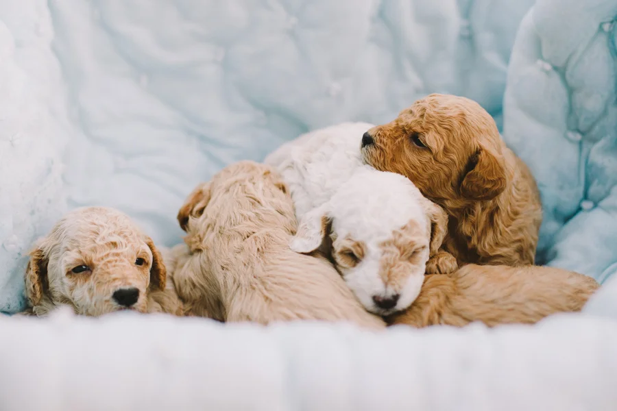 Pups.jpg