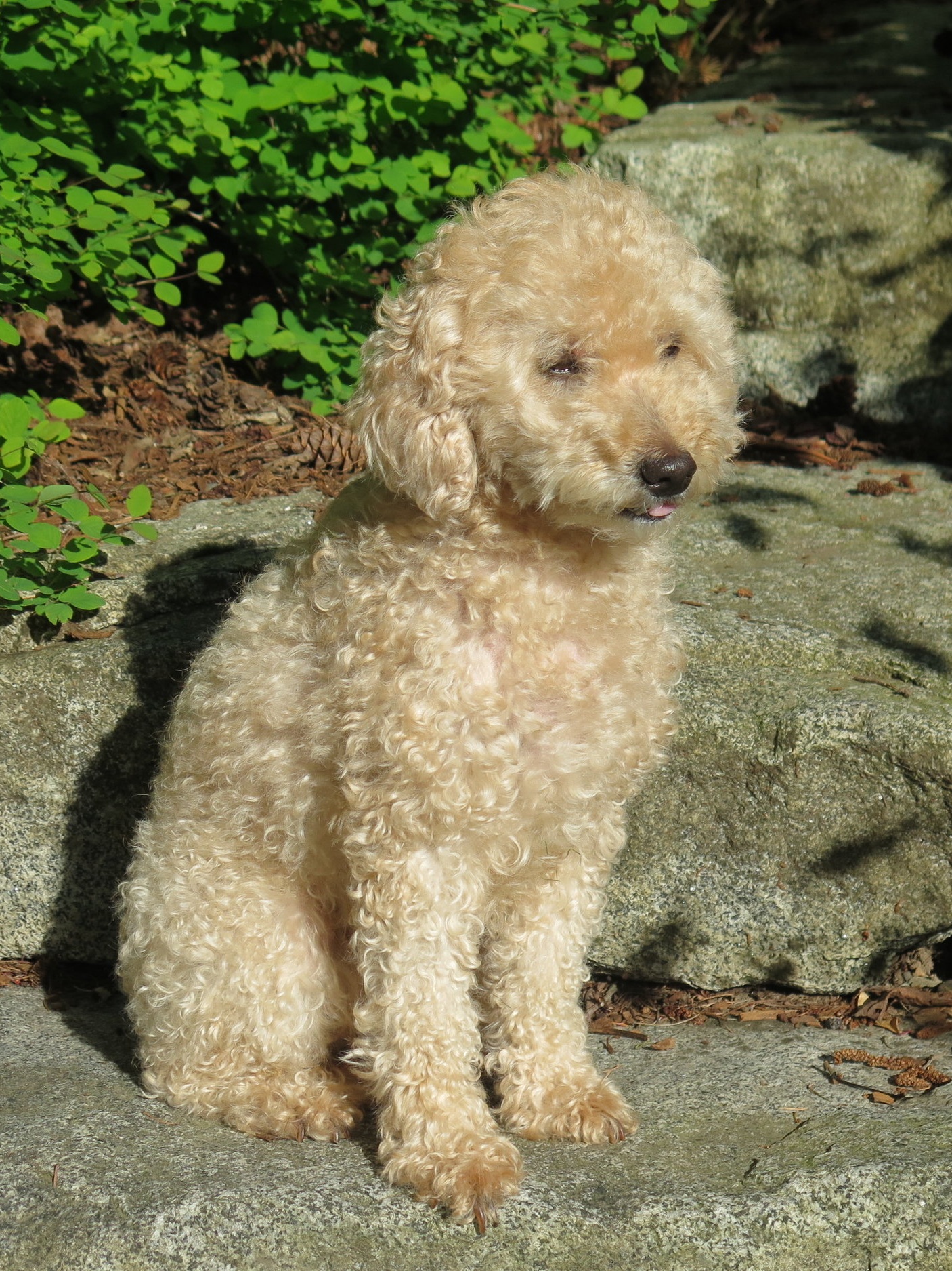 elegant+MiniGoldendoodle.jpg