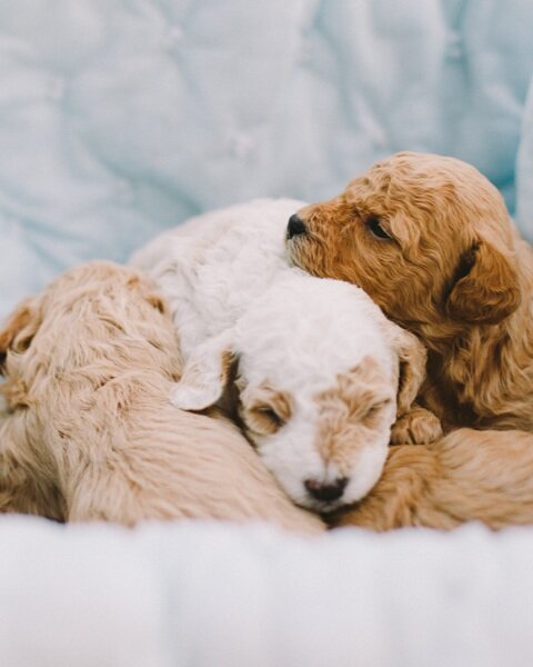 Goldendoodles up hotsell for adoption