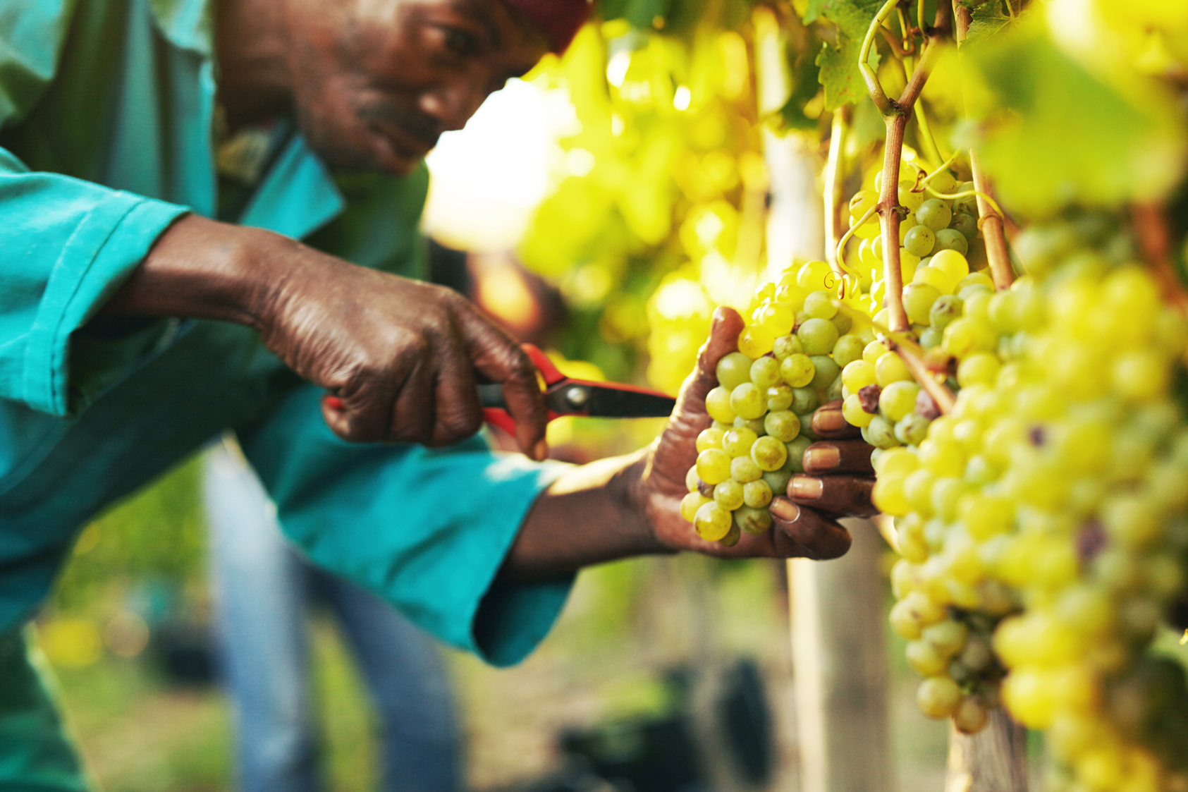 Simonsig employees ‘feel empowered to make decisions for the future’ thanks to Picsa