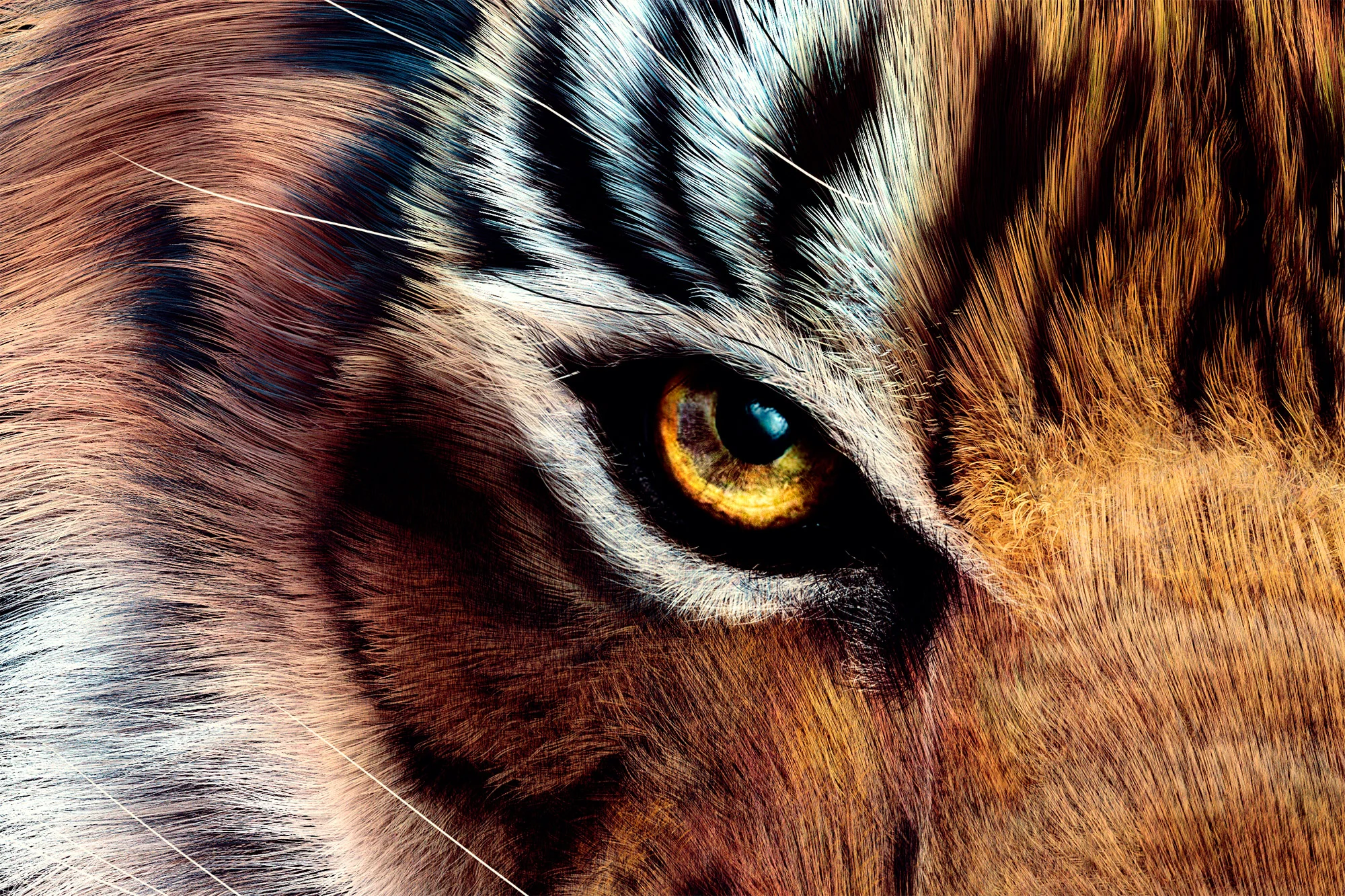tiger_close_up.jpg