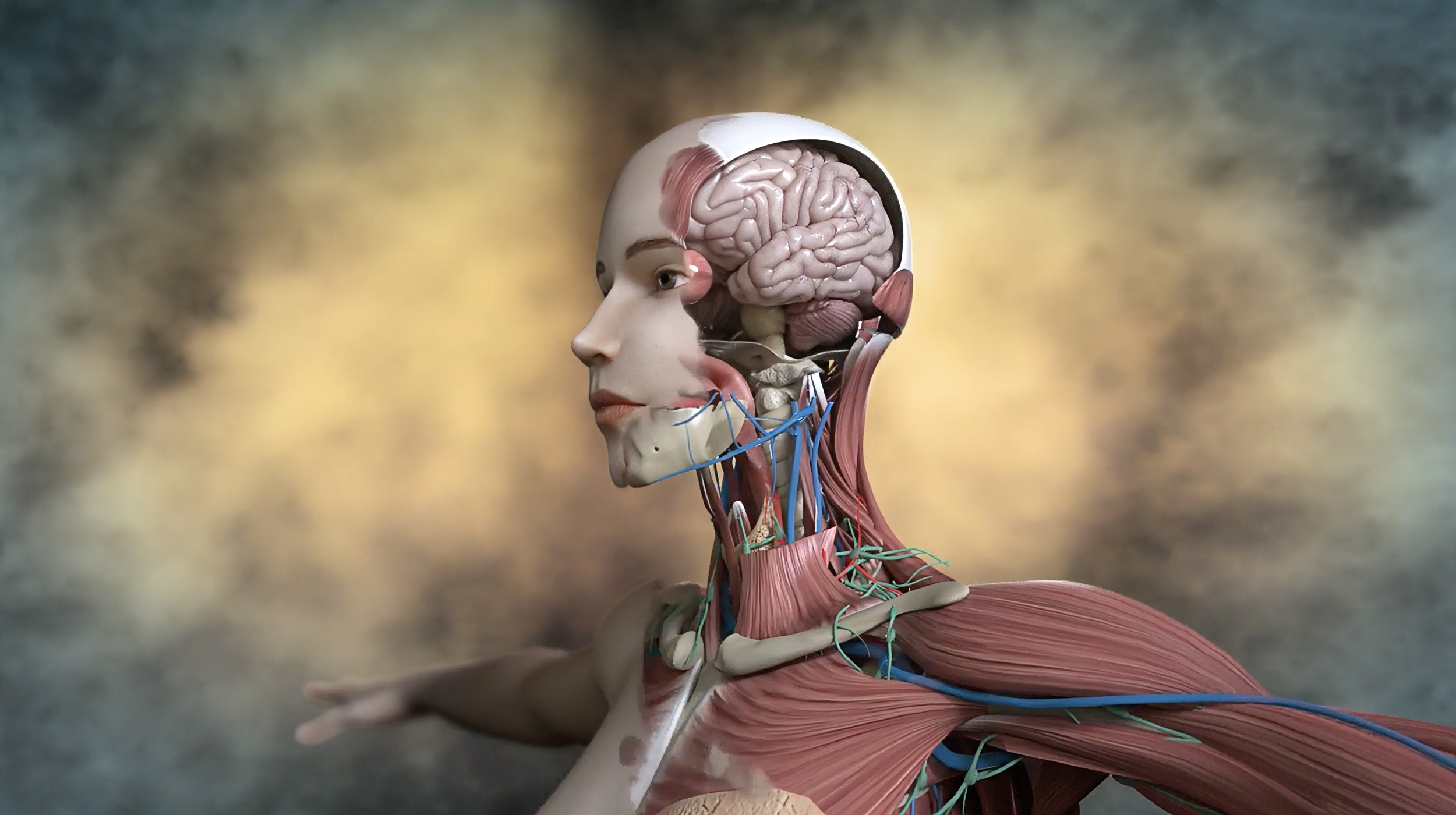 A detailed anatomical model of the human head and upper torso with muscles, nerves, and brain visible, set against a blurred background.