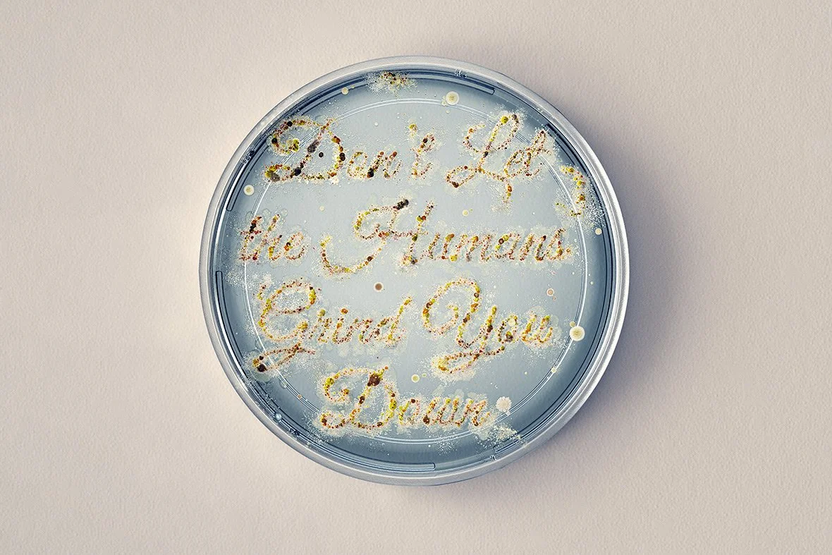 A petri dish with the quote 'Learn Less, The Humans, Grind You Down' written in mold or bacteria.