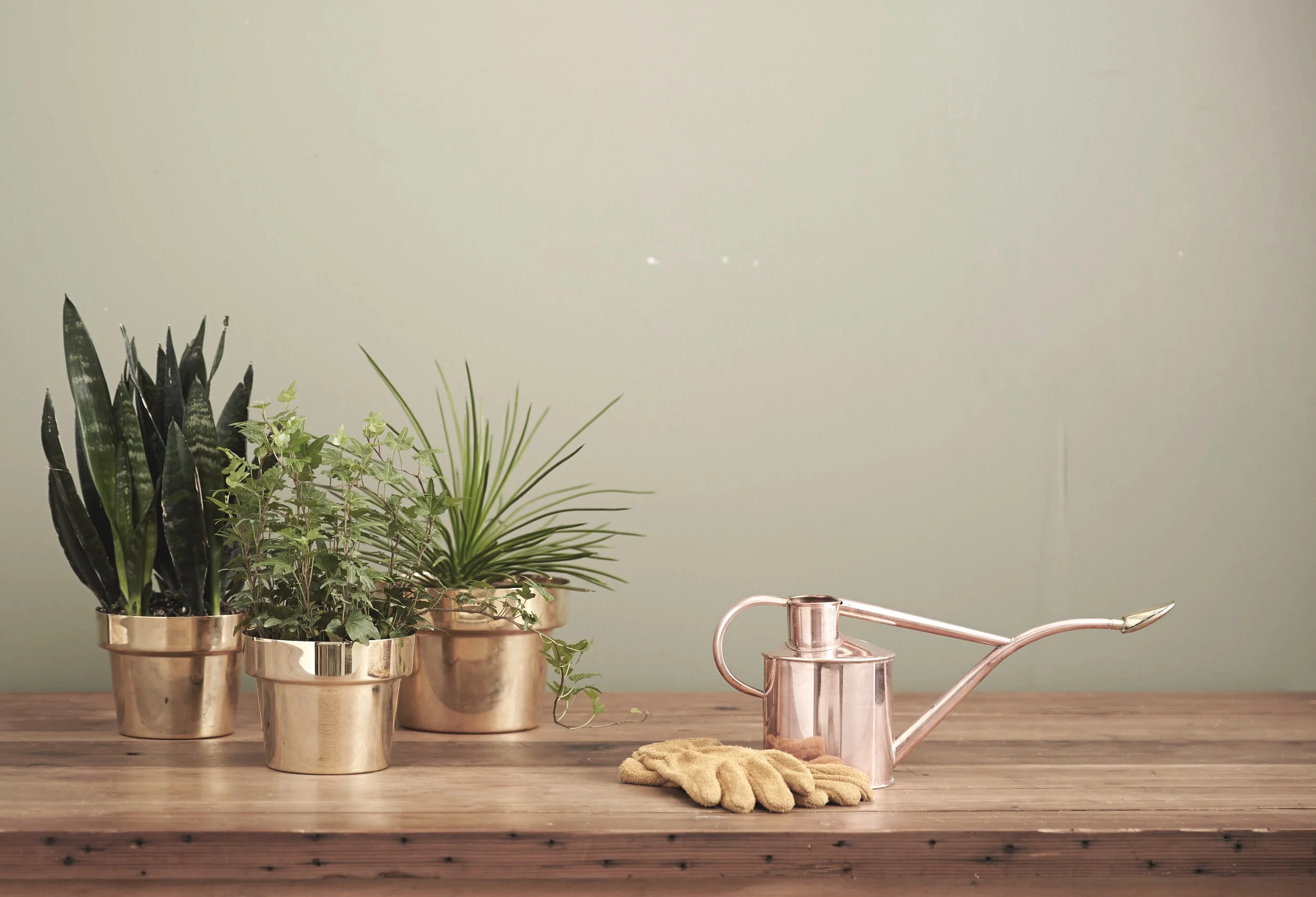 Lessons My Plants Taught Me