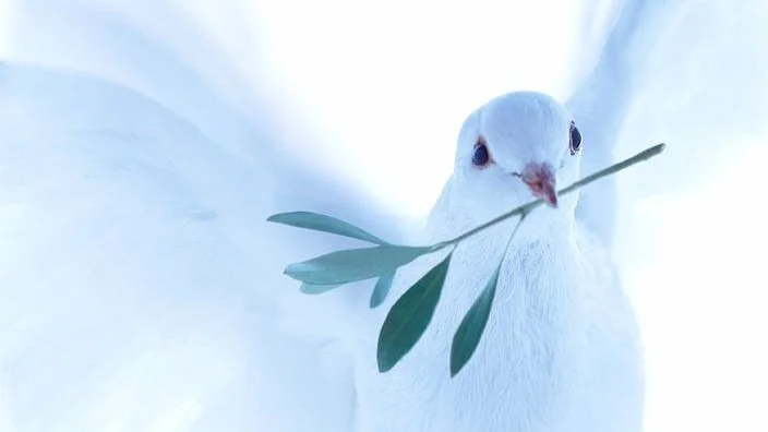 white-dove-carrying-olive-branch-gustoimagesscience-photo-library.jpg