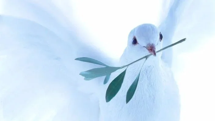 white-dove-carrying-olive-branch-gustoimagesscience-photo-library.jpg