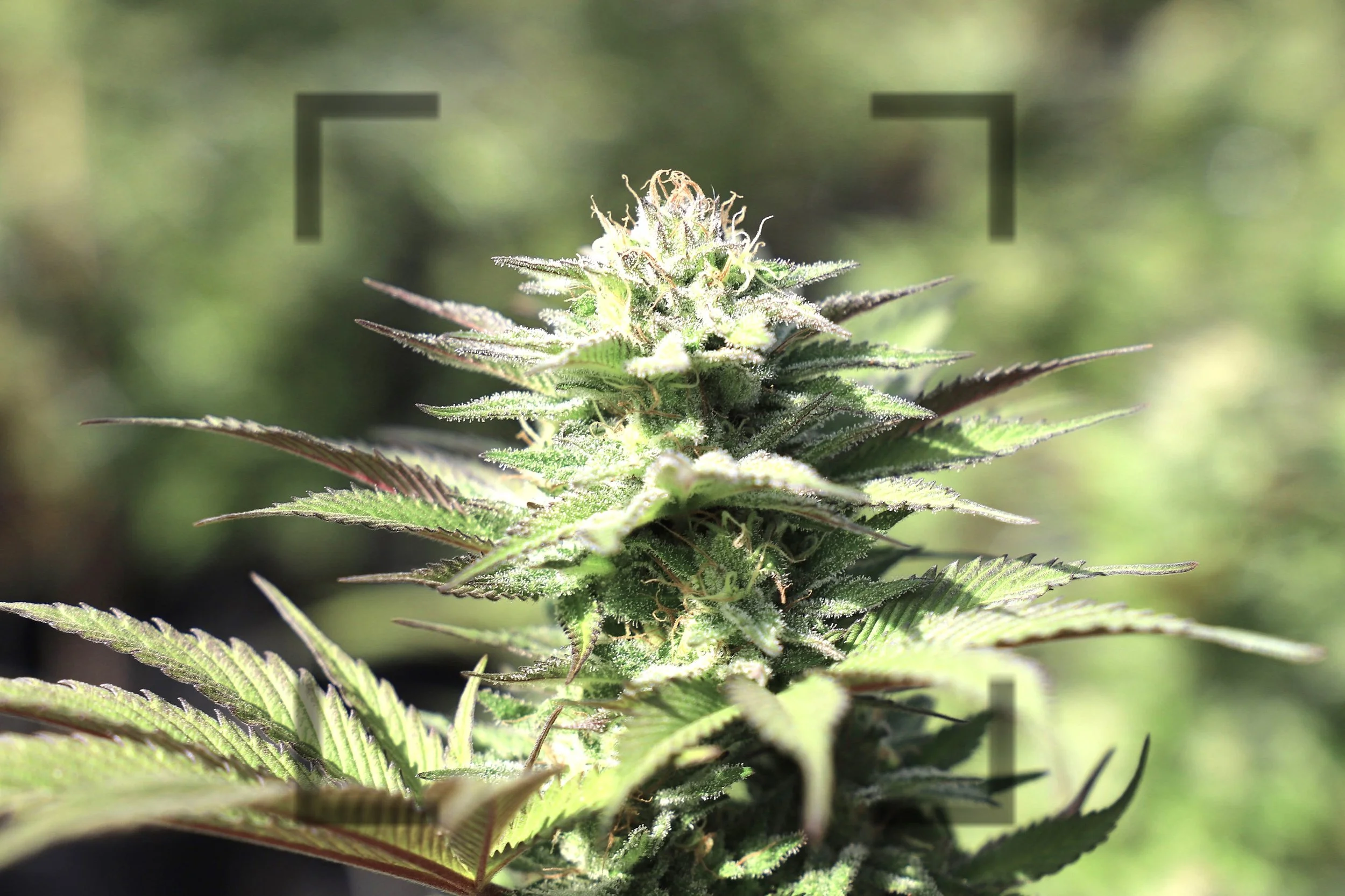 Viden om cannabisplanten