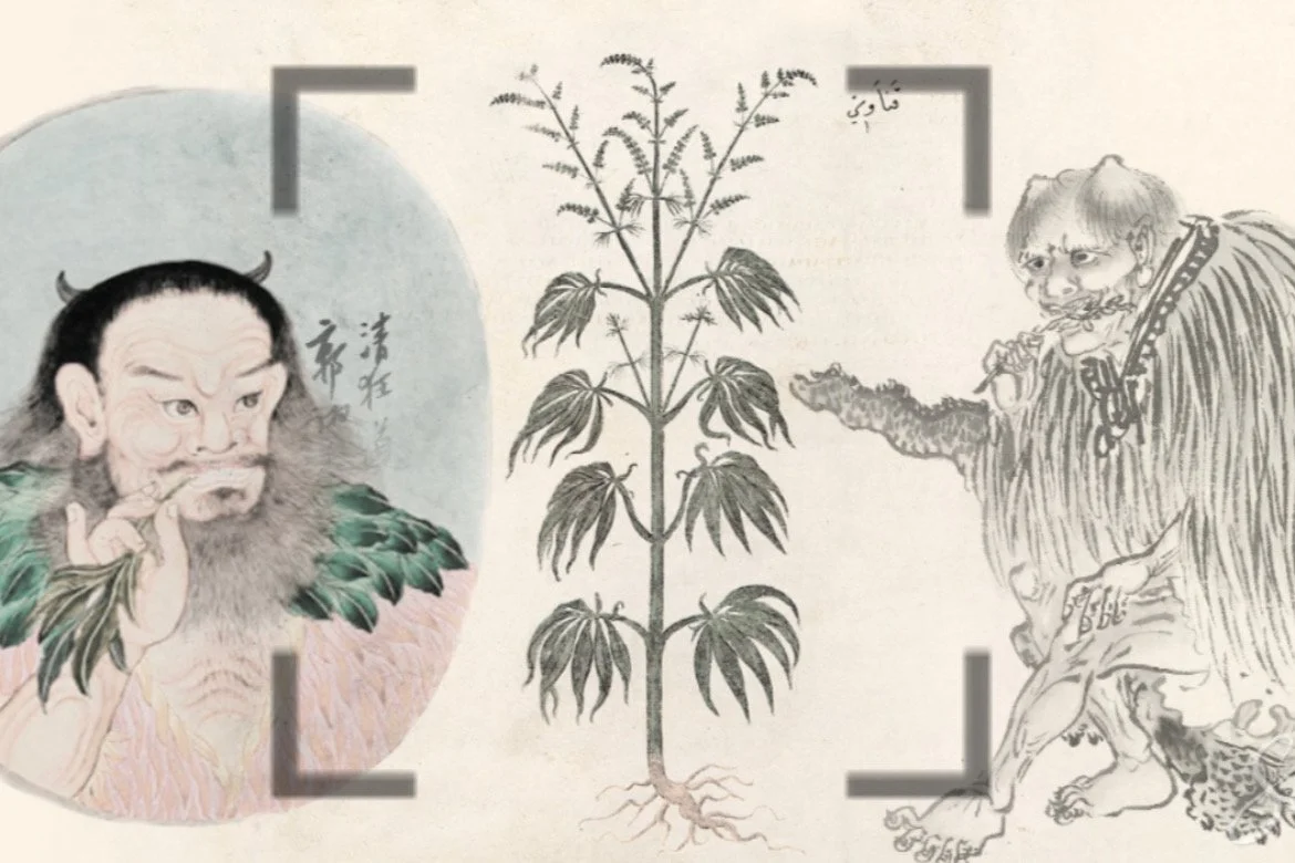 Cannabis' medicinske historie