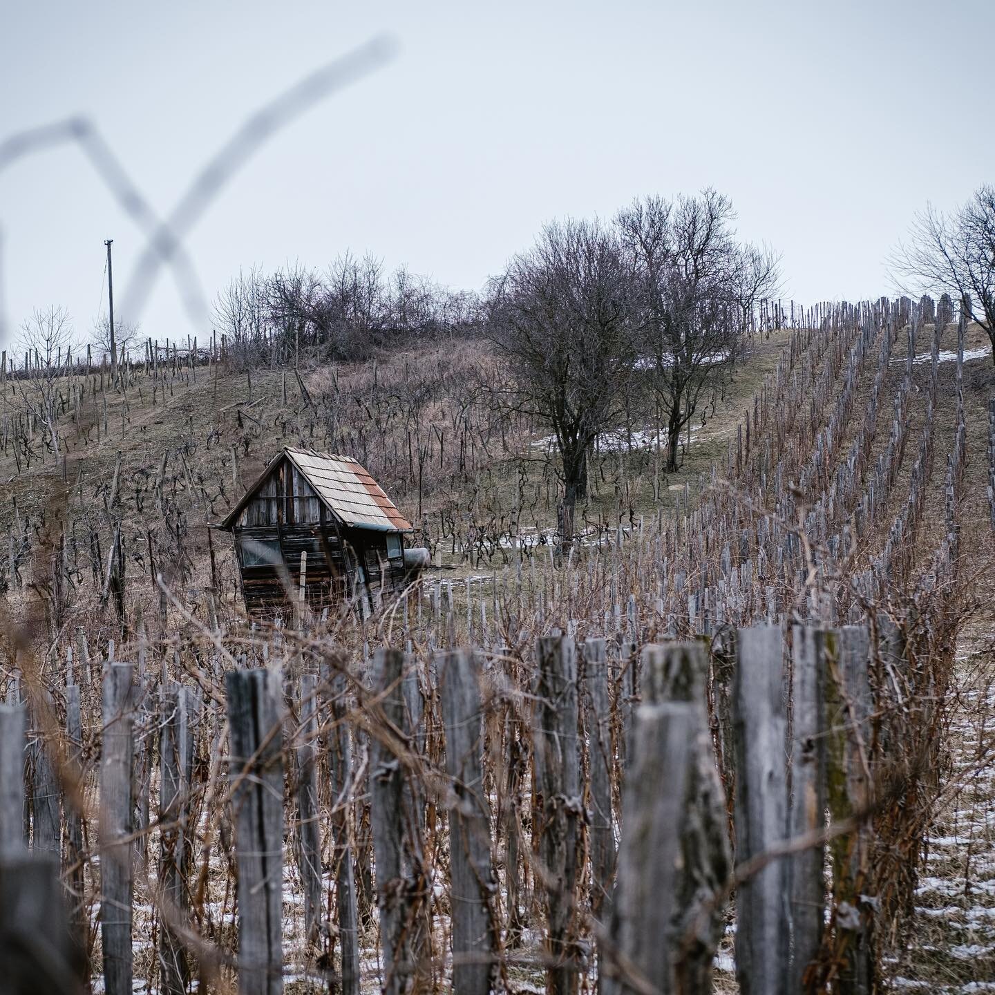 S&uuml;tő Zsolt | Strekov 1075 | Slovakia
Vineyards

He cultvates his vines by hand and trains them mainly as bush vines in order to force their roots to go deeper, making them less sensitive to drought. 
5 ha of the vineyards are planted on wooden p