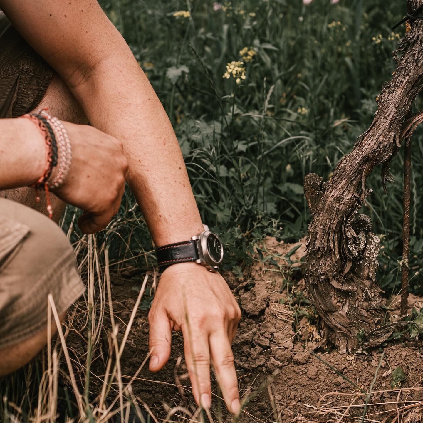 Johannes Zillinger | Weinviertel | Austria
Terroir, soil

Weinviertel has very varied soil types and terroir, not least due to its size. 
At the edge of the Weinviertel region where Johannes is located, the vines stand upon the acidic granite of the 