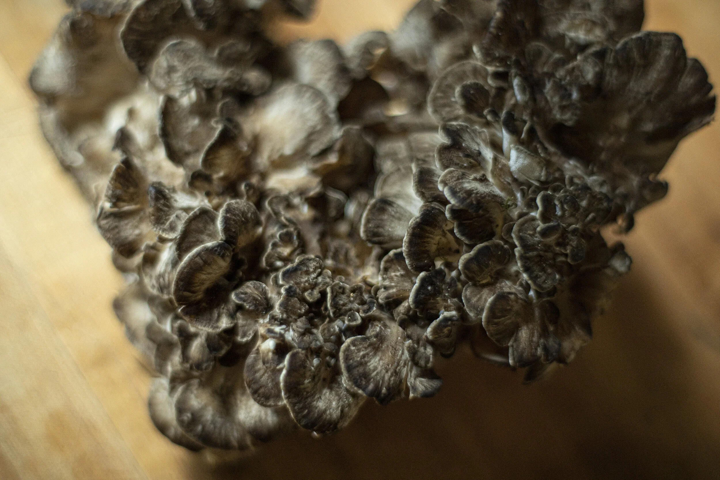 maitake text.jpg