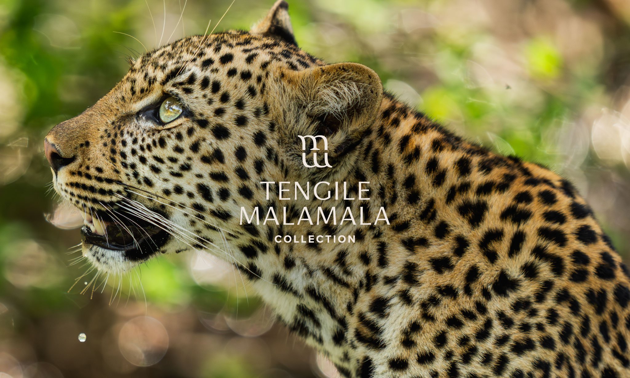 Luxury Safari Photography &amp; Film Production for Tengile MalaMala Collection