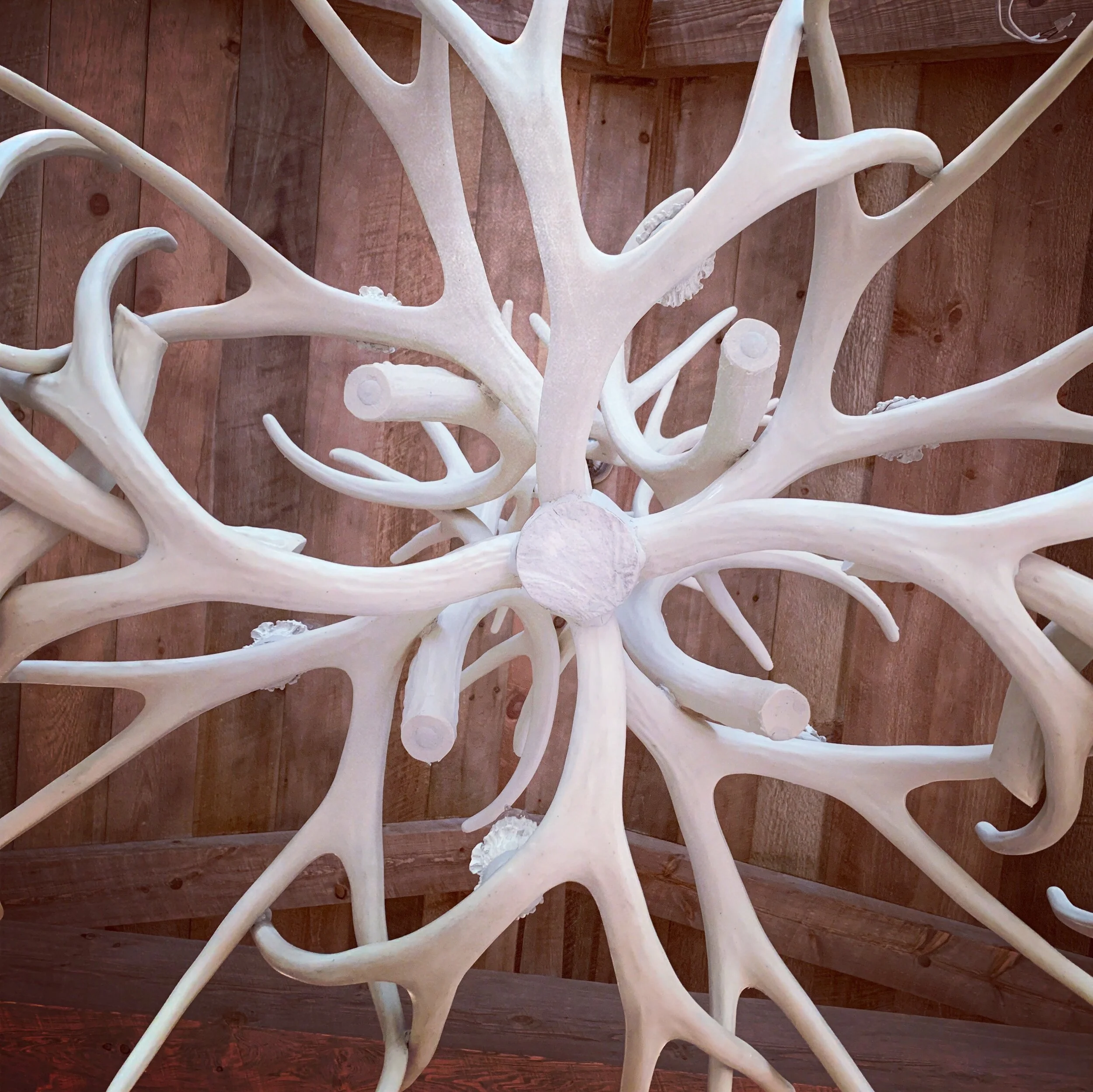 Antler.JPG