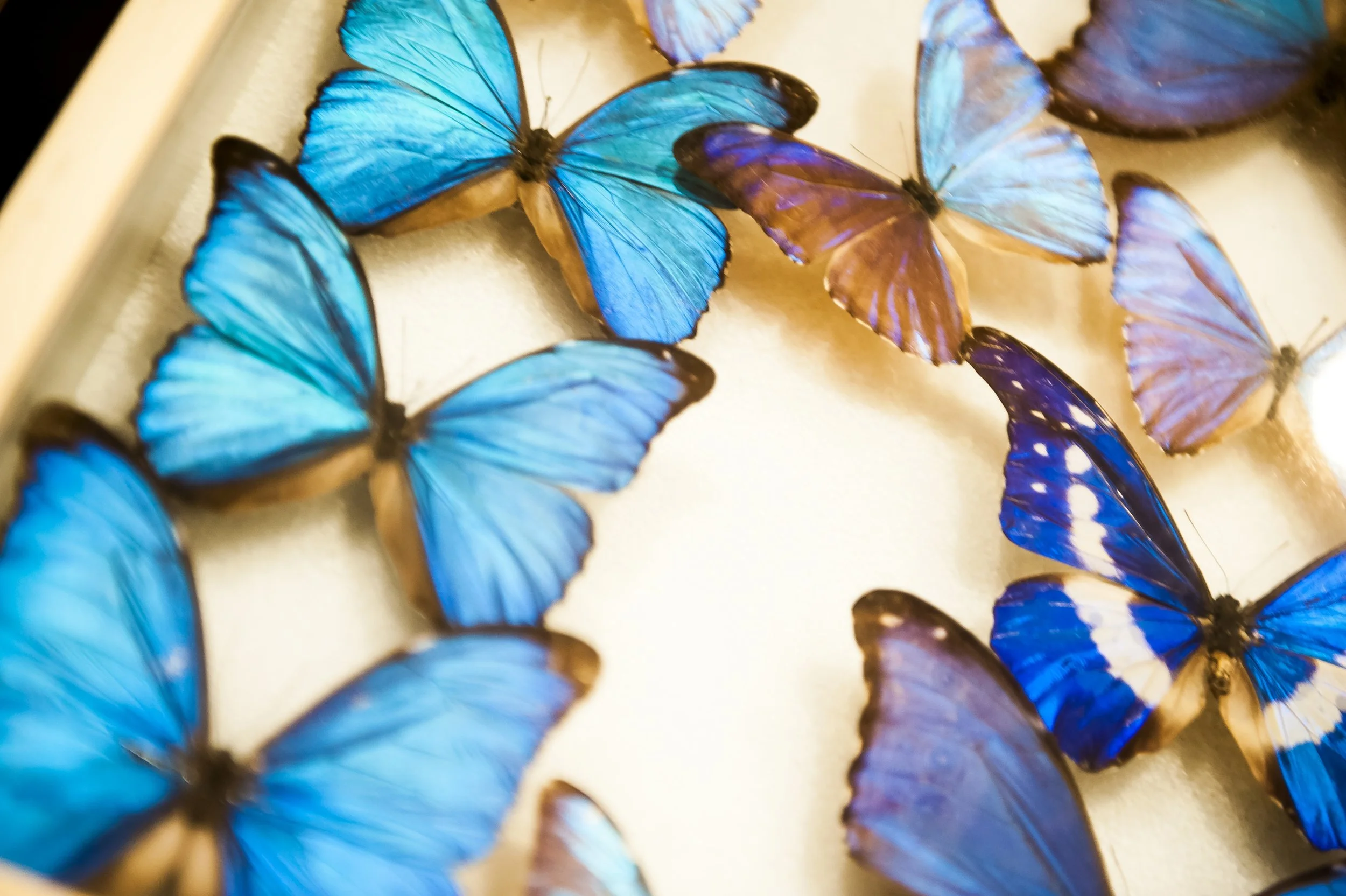 web- event- butterflys .jpg