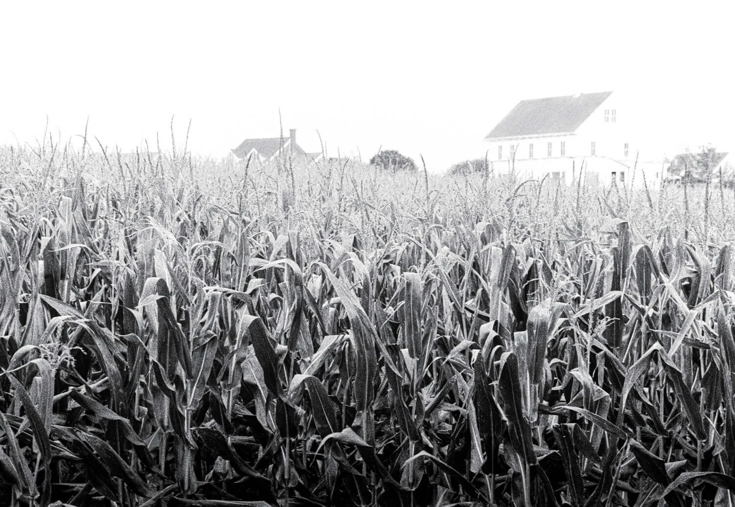 1500_barbara_bowen_2004_m18bw.jpg