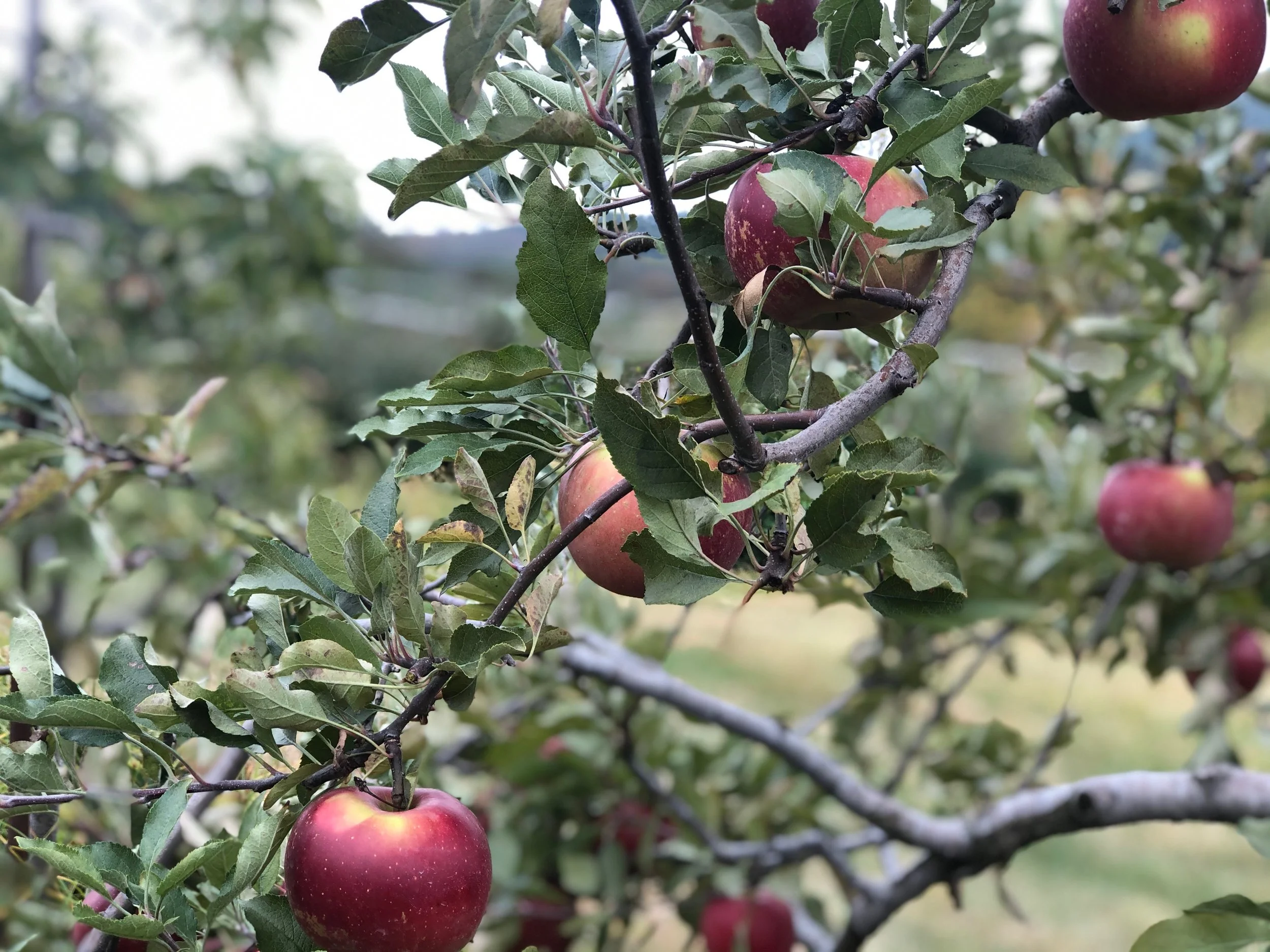 Fall 2019 Newsletter is now available.